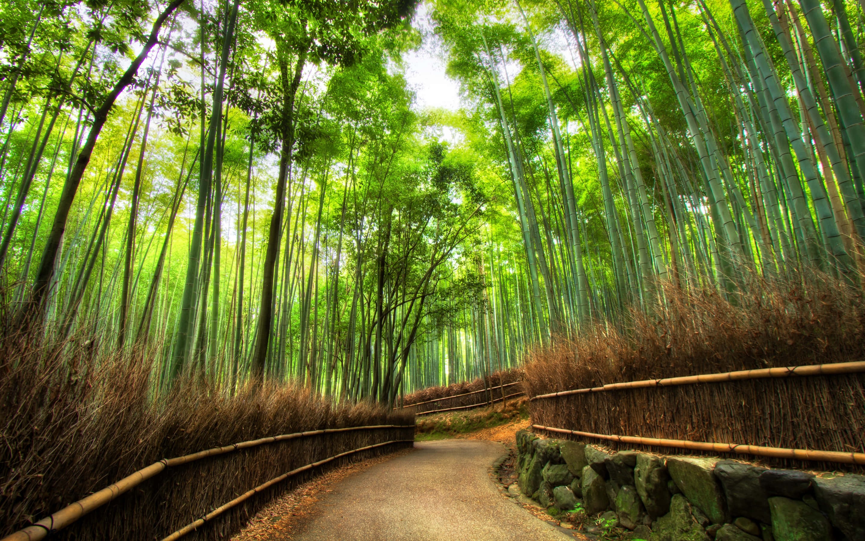 bamboo forest, winding path, dappled sunlight, 2K Desktop Wallpaper