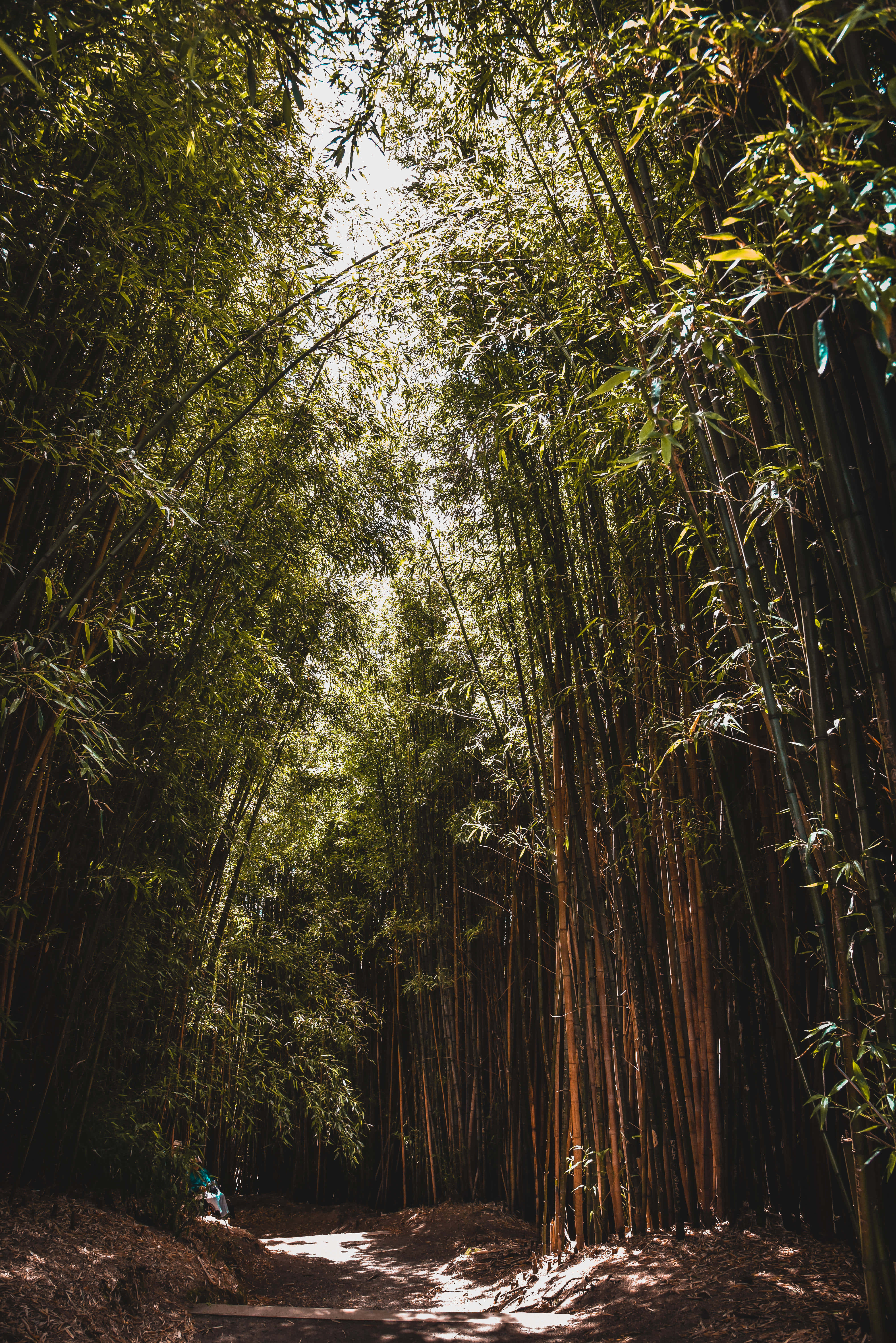 bamboo forest, sunlight, towering bamboo stalks, 5K Phone Wallpaper