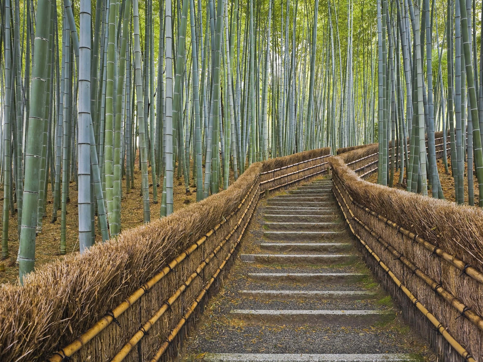Bamboo Forest, stone staircase, tall green stalks, HD Desktop Wallpaper