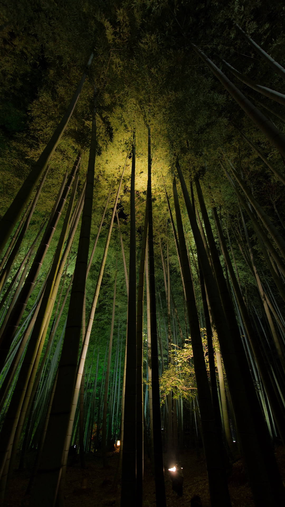 nighttime bamboo forest, iPhone, towering bamboo stalks, Full HD Phone Wallpaper