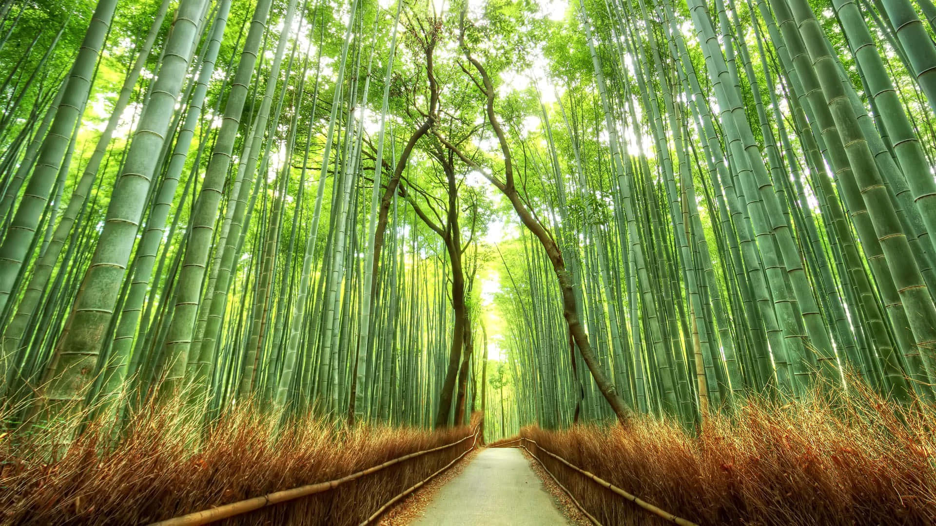 bamboo forest, winding path, towering bamboo forest, Full HD Desktop Wallpaper