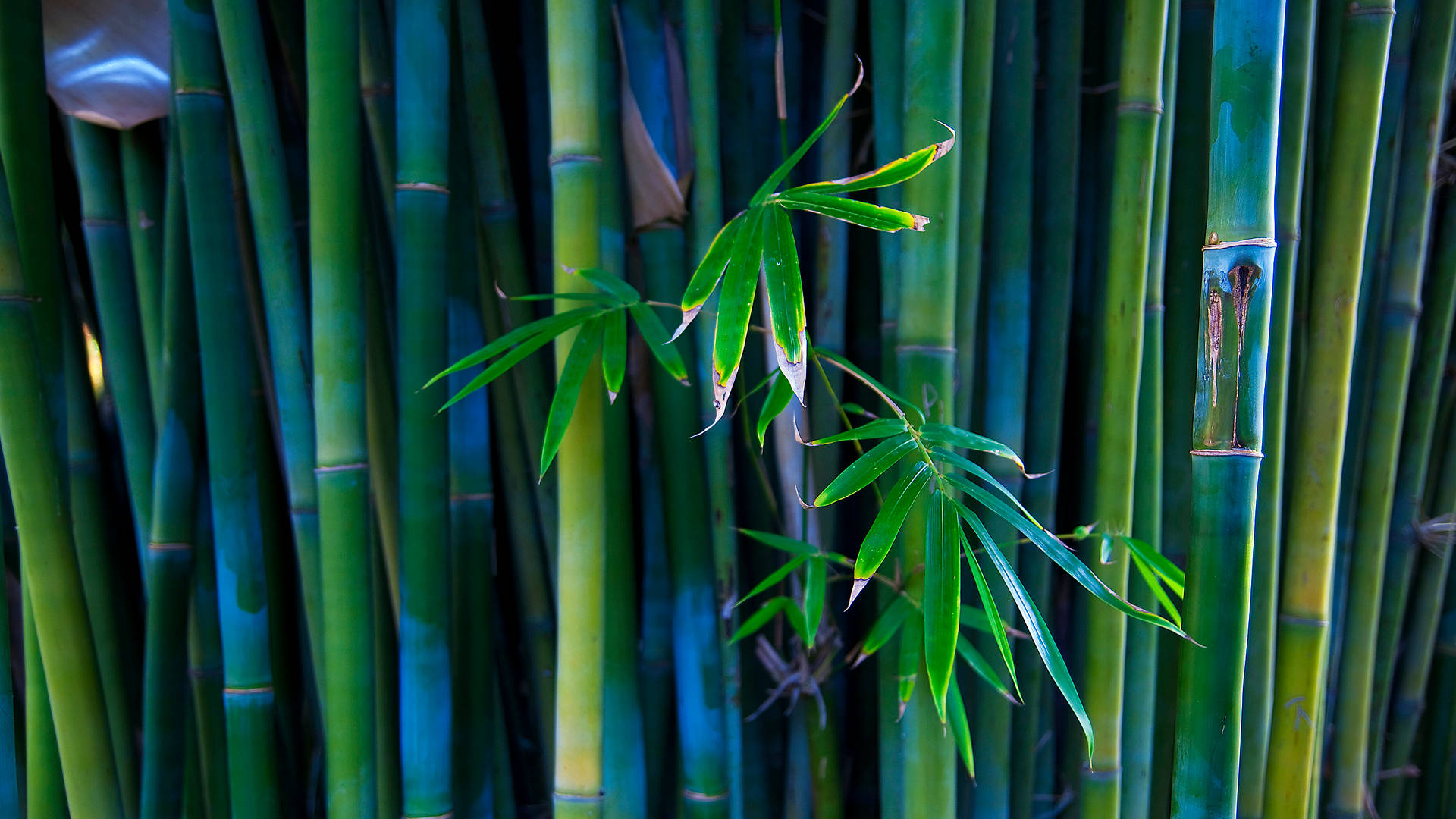 Bamboos, leaves, tall green bamboo stalks, Full HD Desktop Wallpaper