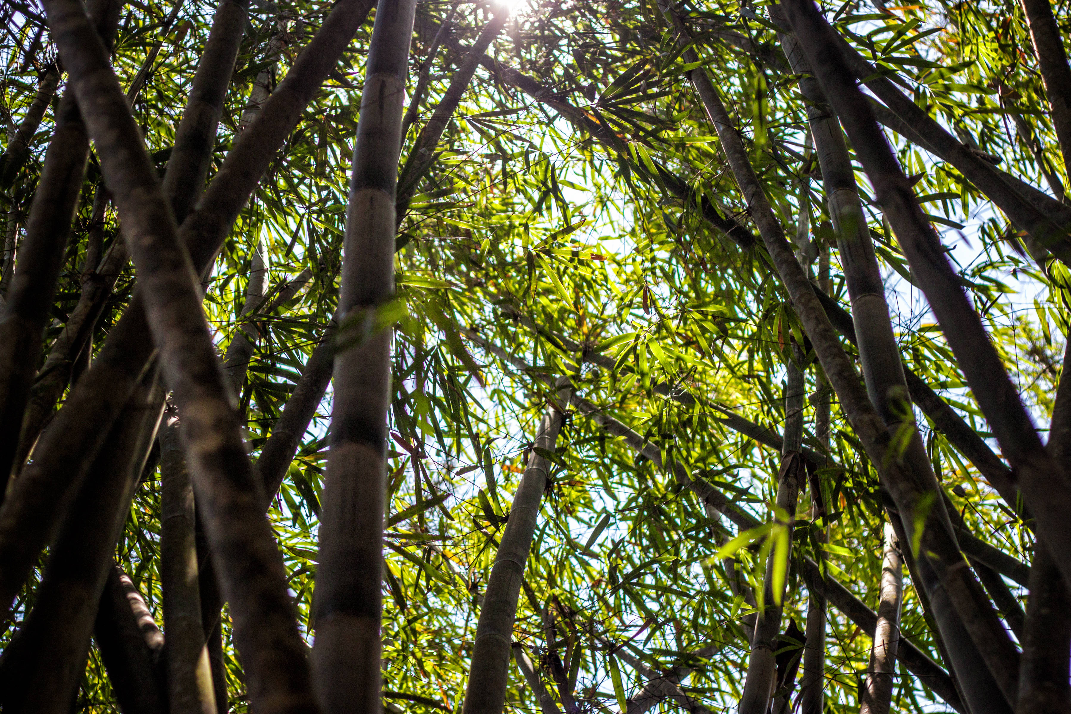 giant bamboo plants, dense green bamboo stalks, dappled canopy effect, 2K Desktop Wallpaper