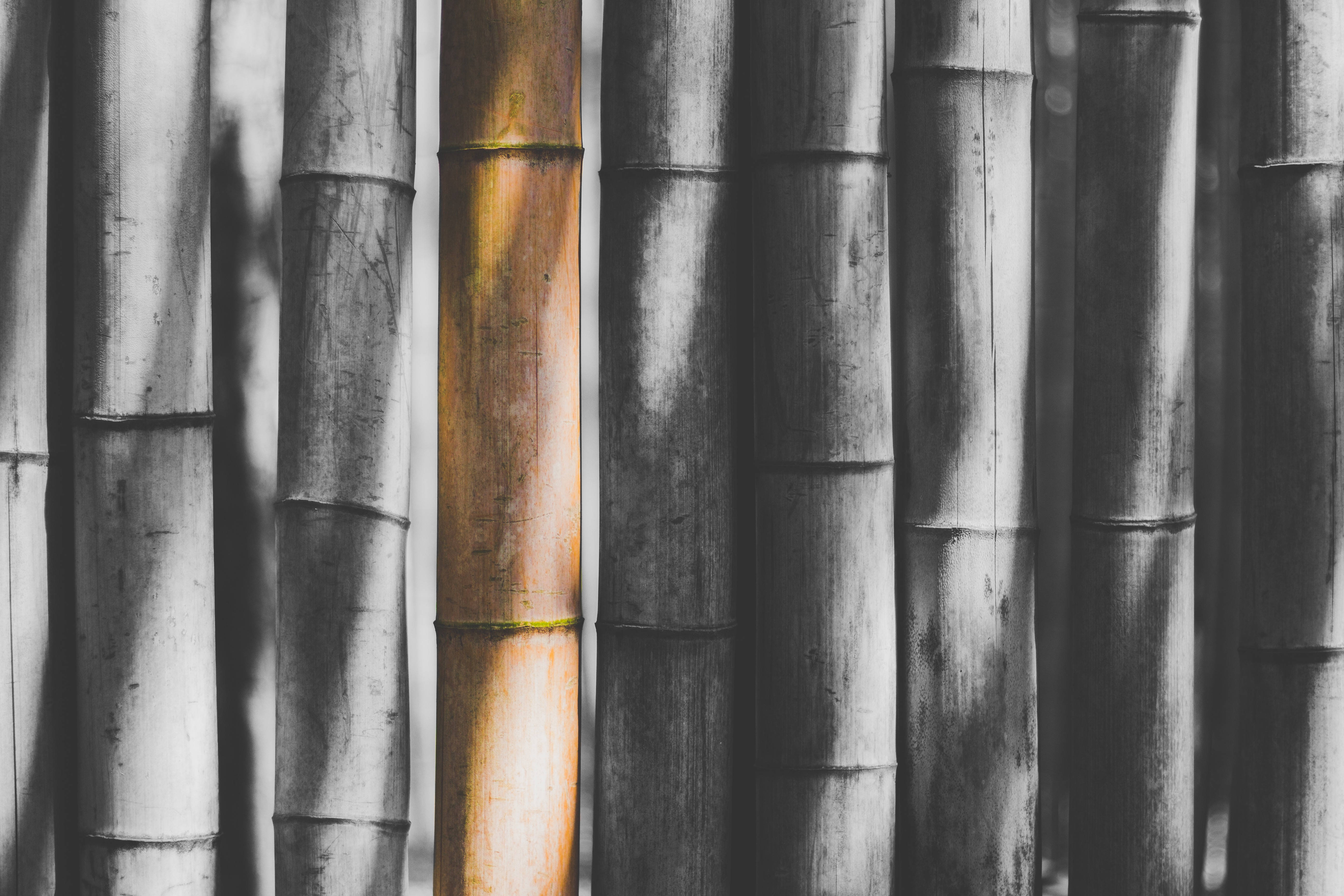 bamboo stalk, monochrome forest, vertical bamboo trunks, 5K Desktop Wallpaper