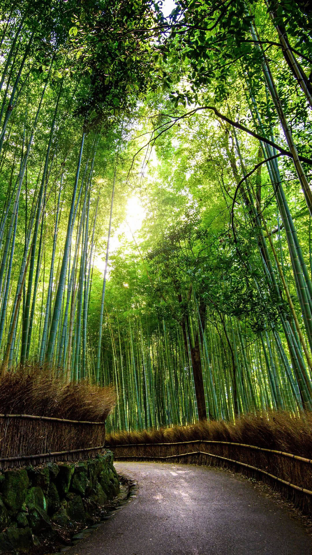 curved bamboo walkway, towering bamboo forest, sunlight filters through lush green canopies, Full HD Phone Wallpaper