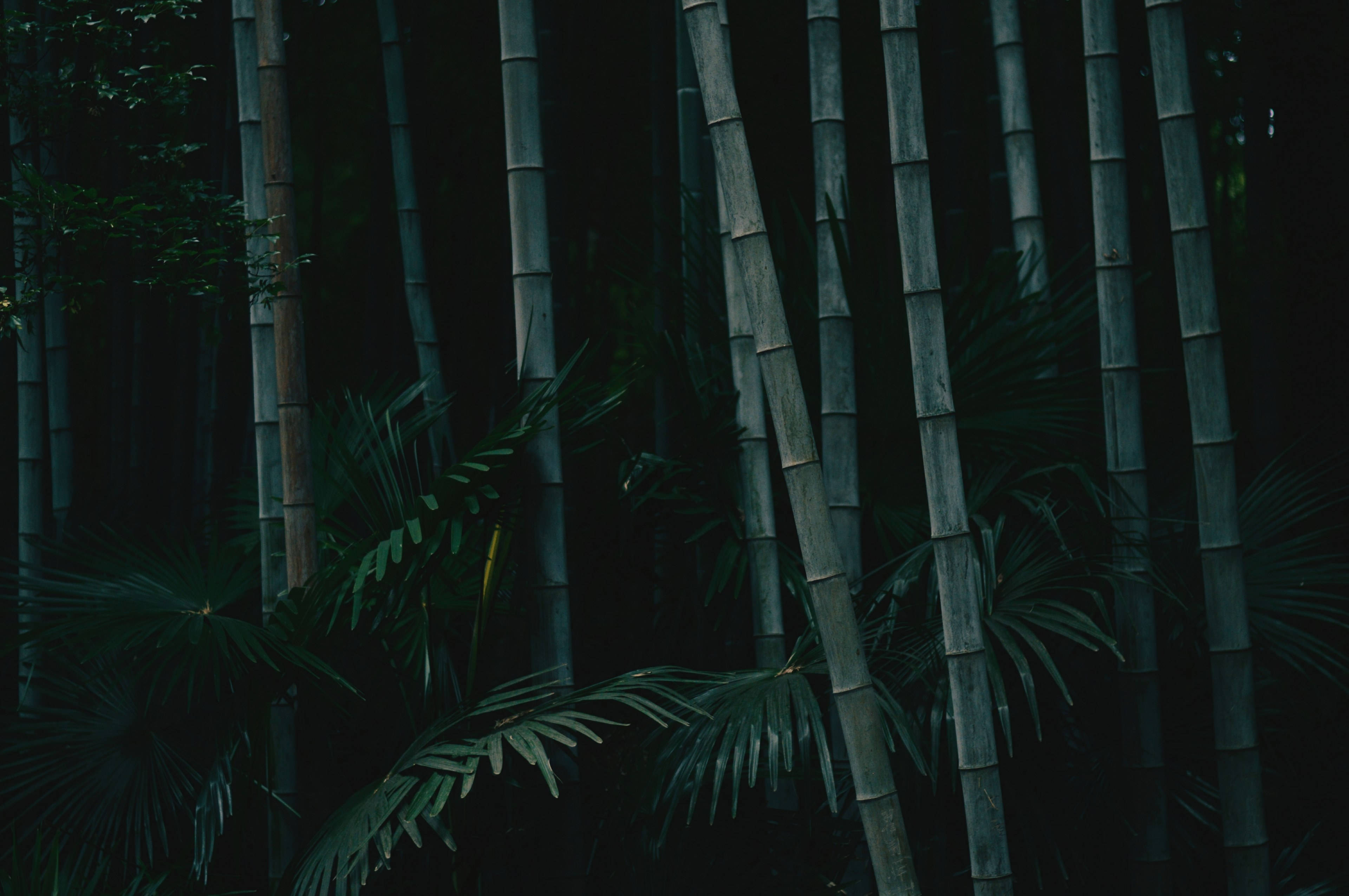 dark tall bamboo, 4K nature, towering bamboo stalks, 4K Desktop Wallpaper