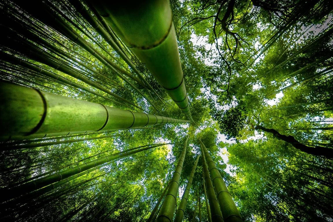 bamboo, 4K, trees, SD Desktop Wallpaper
