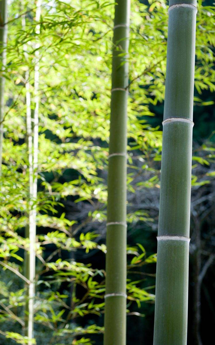 tall bamboo, 4K, green leaves, SD Phone Wallpaper