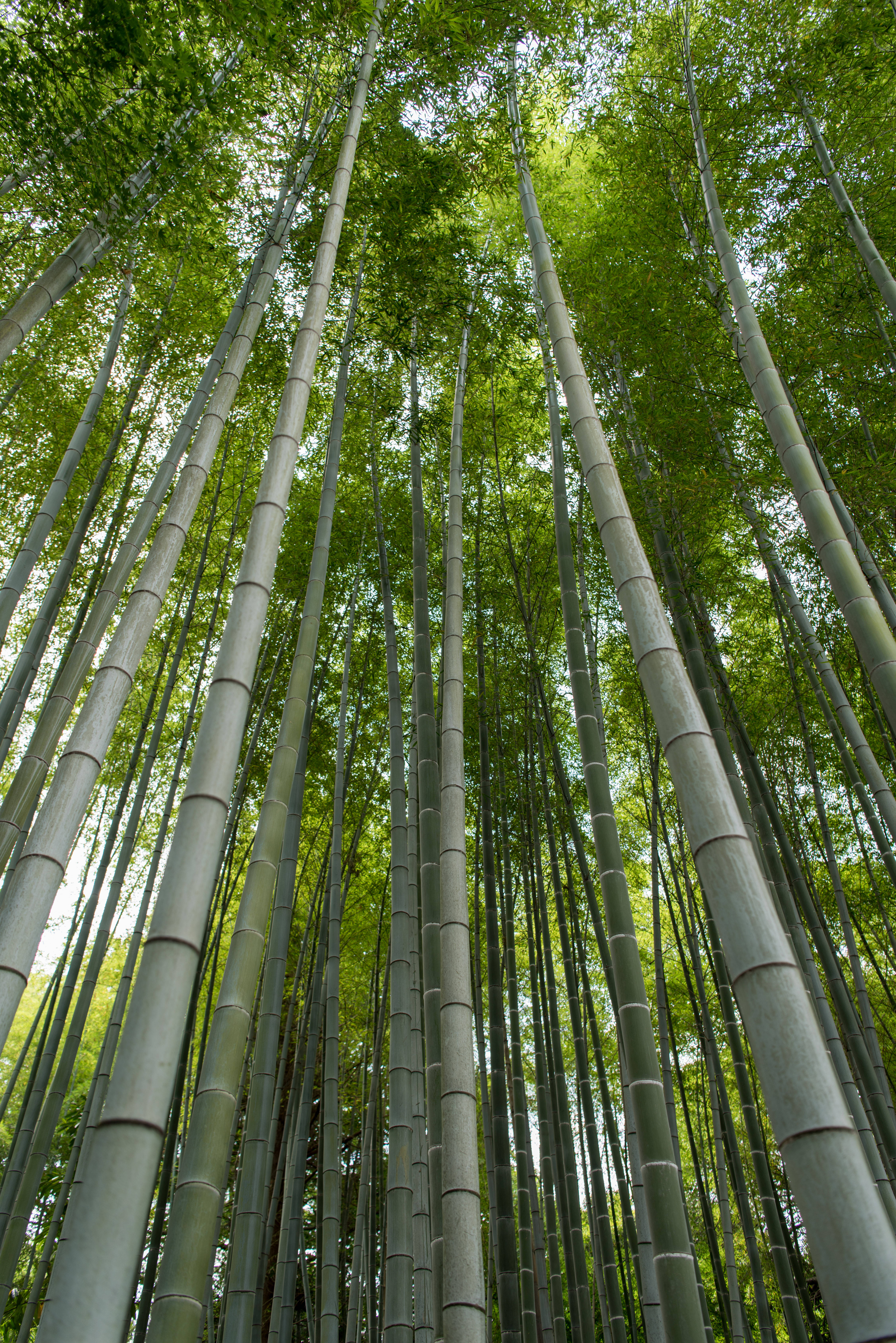 lengthy bamboo plants, towering bamboo stalks, dense forest canopy, 5K Phone Wallpaper