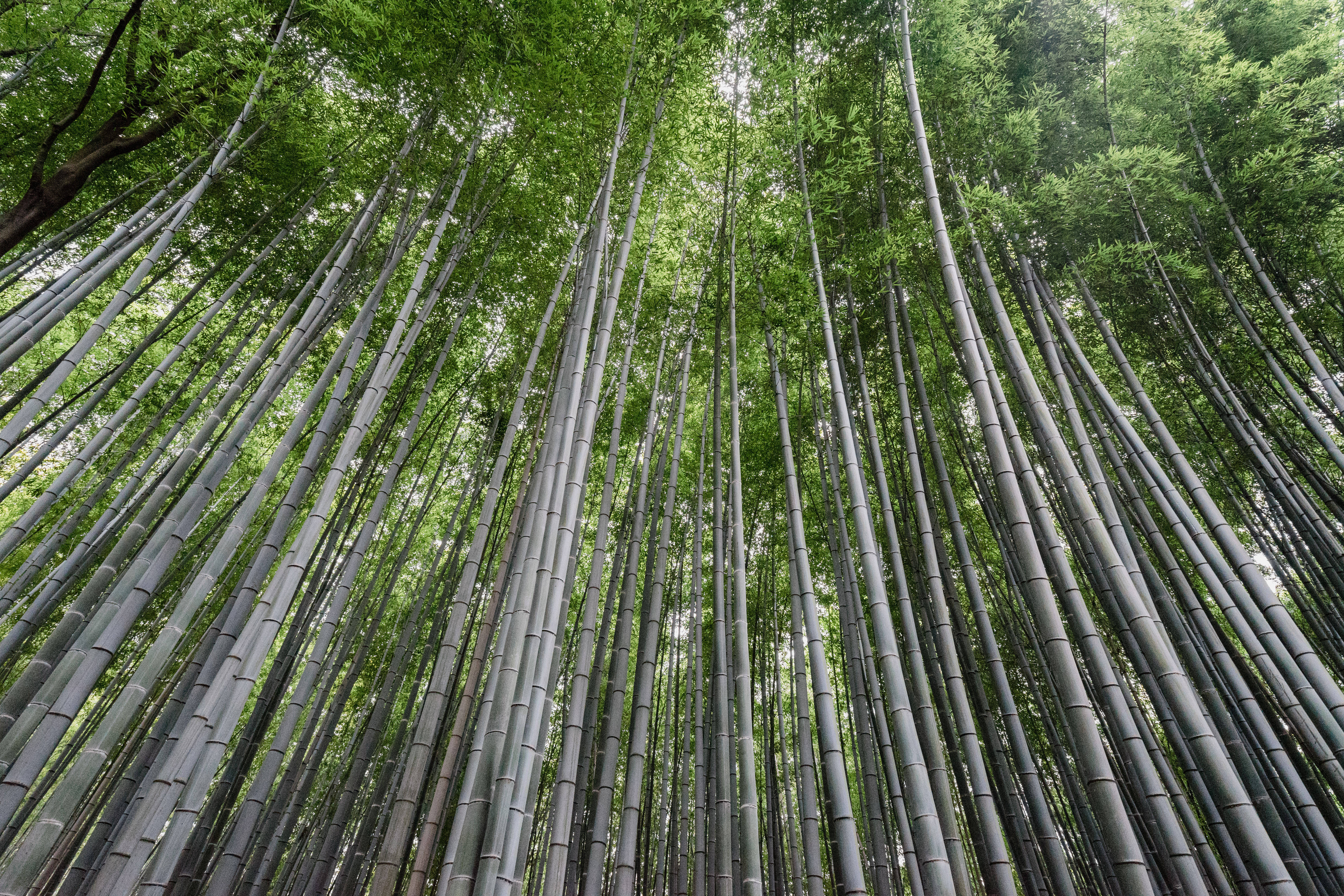 tall bamboo plants, dense canopy, vibrant green leaves, 5K Desktop Wallpaper