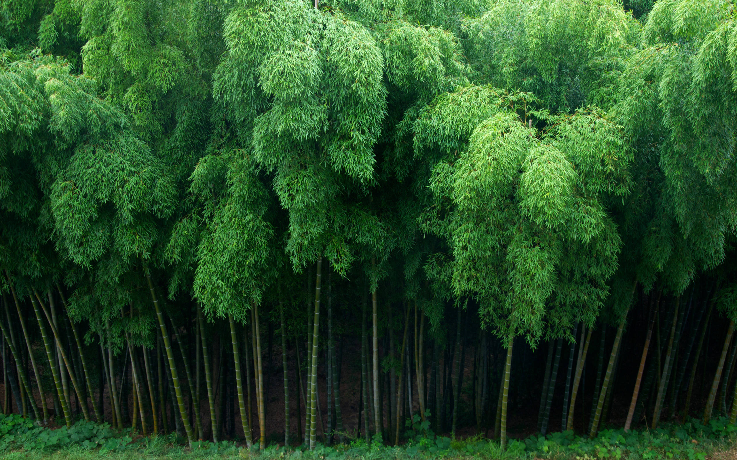 bamboo plants, tall slender stalks, lush green foliage, 2K Desktop Wallpaper