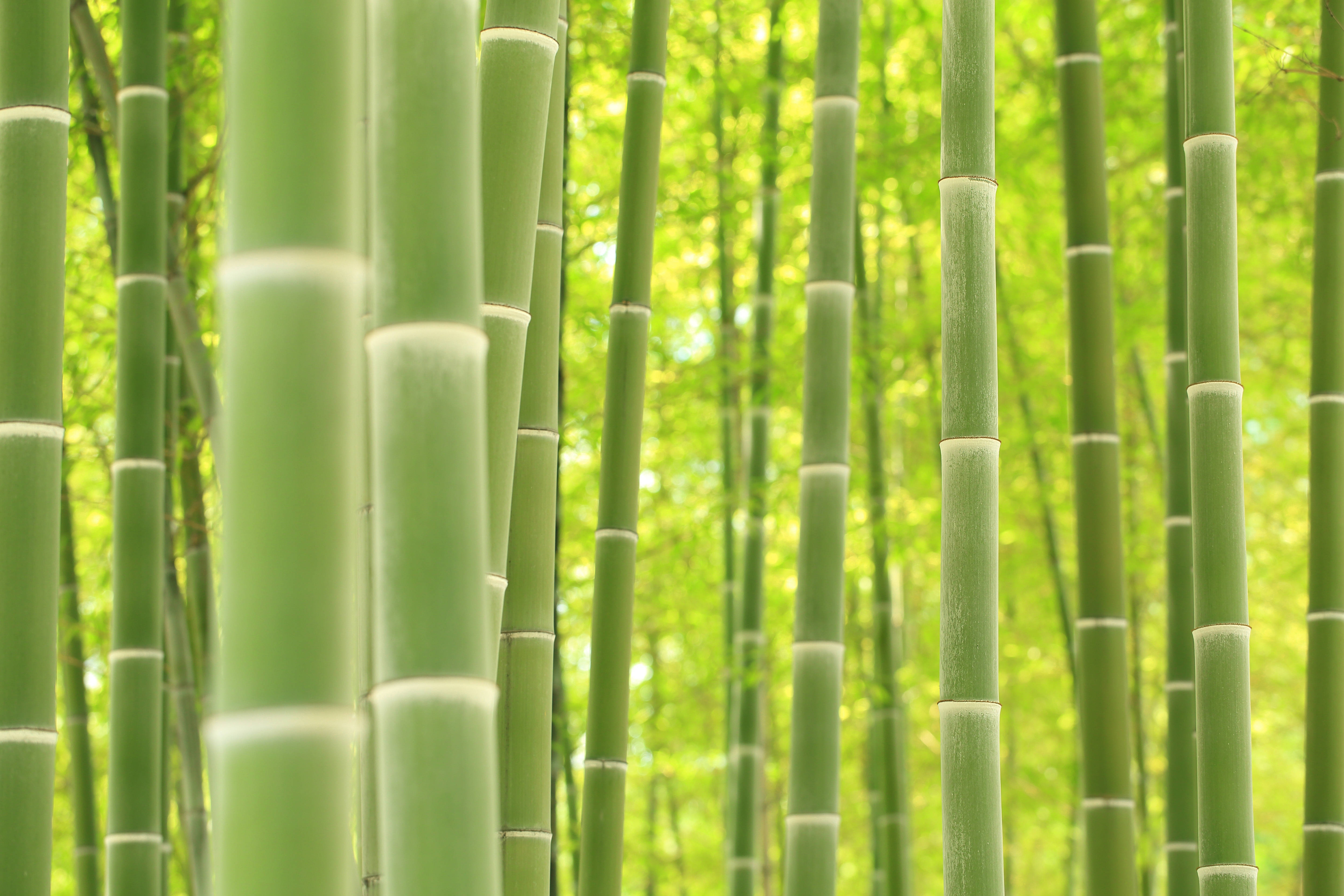 4K, green bamboo forest, tall green bamboo stalks, 5K Desktop Wallpaper
