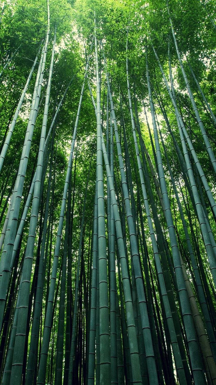 Bamboo Forest, iPhone, tall tree poles, HD Phone Wallpaper