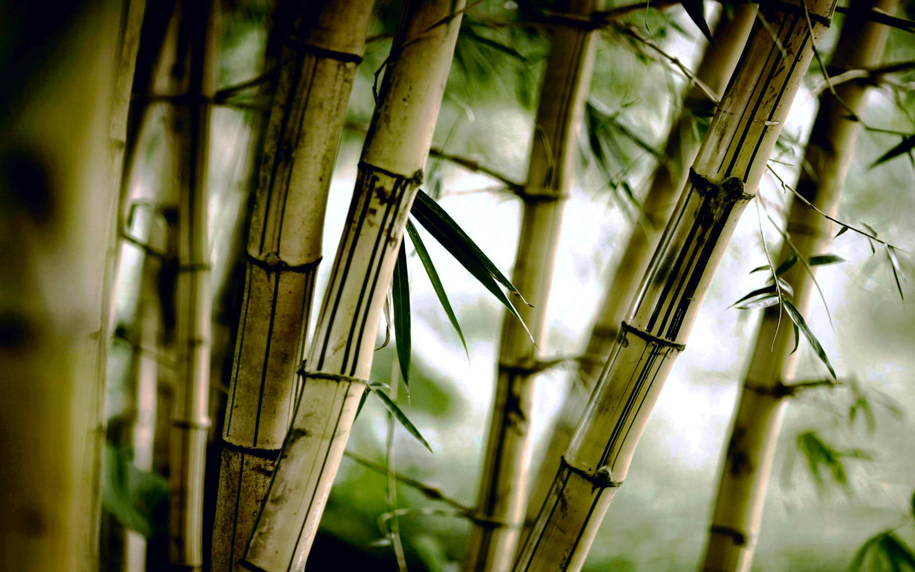 bamboo plant, dark nodes, slender green leaves, 2K Desktop Wallpaper