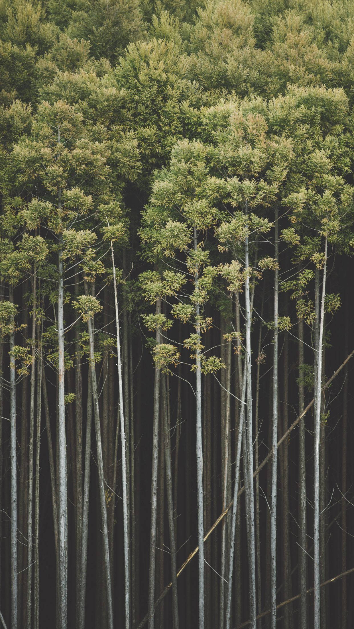 slender bamboo grove, iPhone, towering bamboo stalks, Full HD Phone Wallpaper