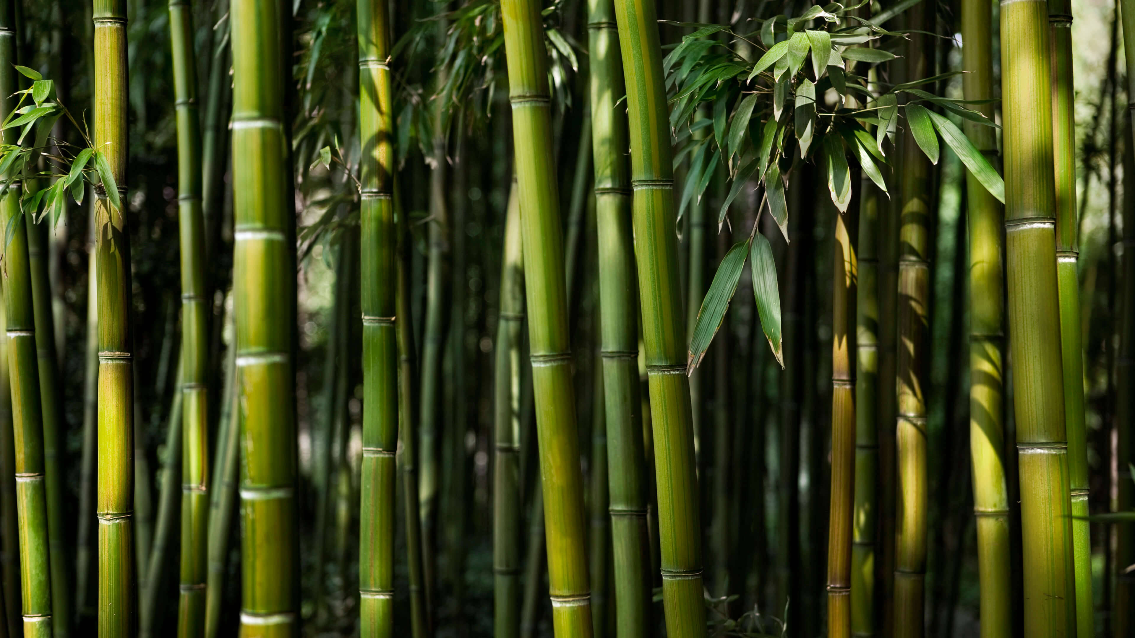 Green Bamboo, 4K, segmented nodes, 4K Desktop Wallpaper