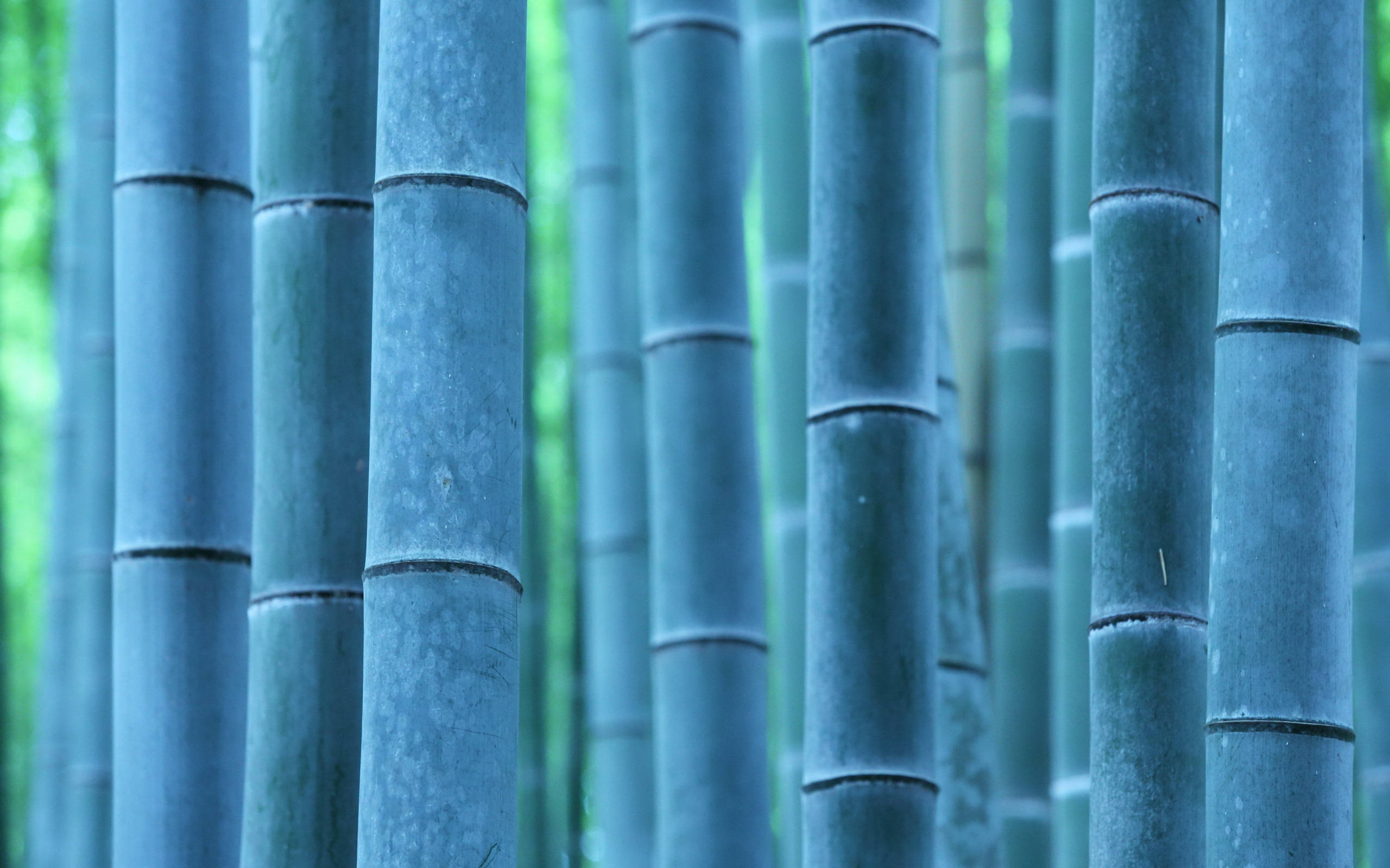 blue bamboo poles, blue-green bamboo stalks, dense vertical rows, 2K Desktop Wallpaper