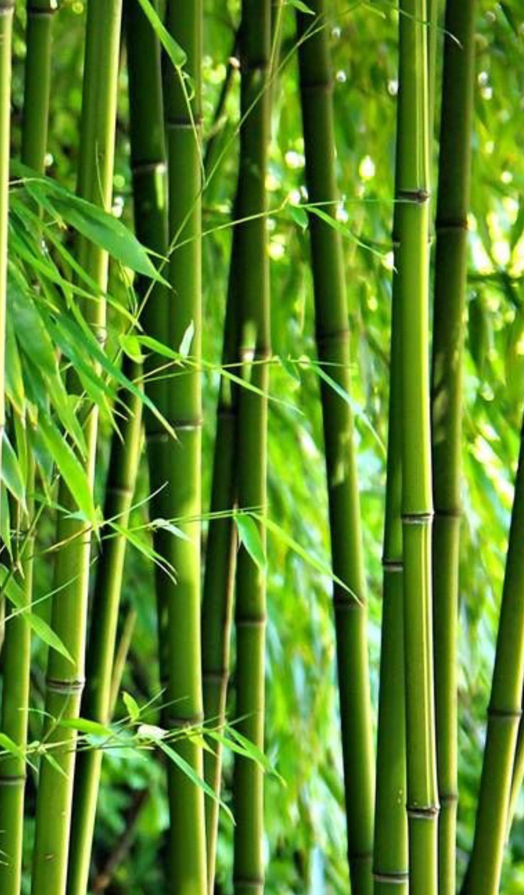 green leaves, bamboo stalks, dappled sunlight, HD Phone Wallpaper