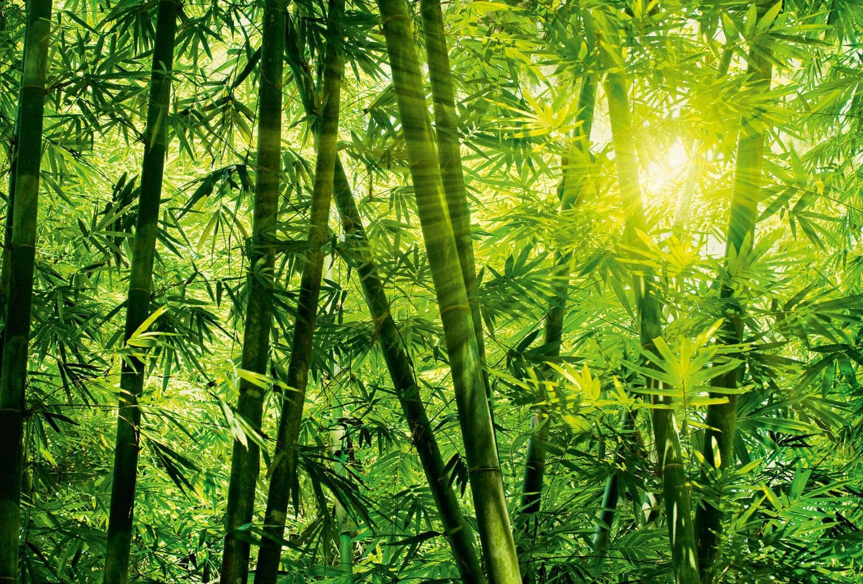 Bamboo Forest, bright sun, emerald bamboo stalks, HD Desktop Wallpaper