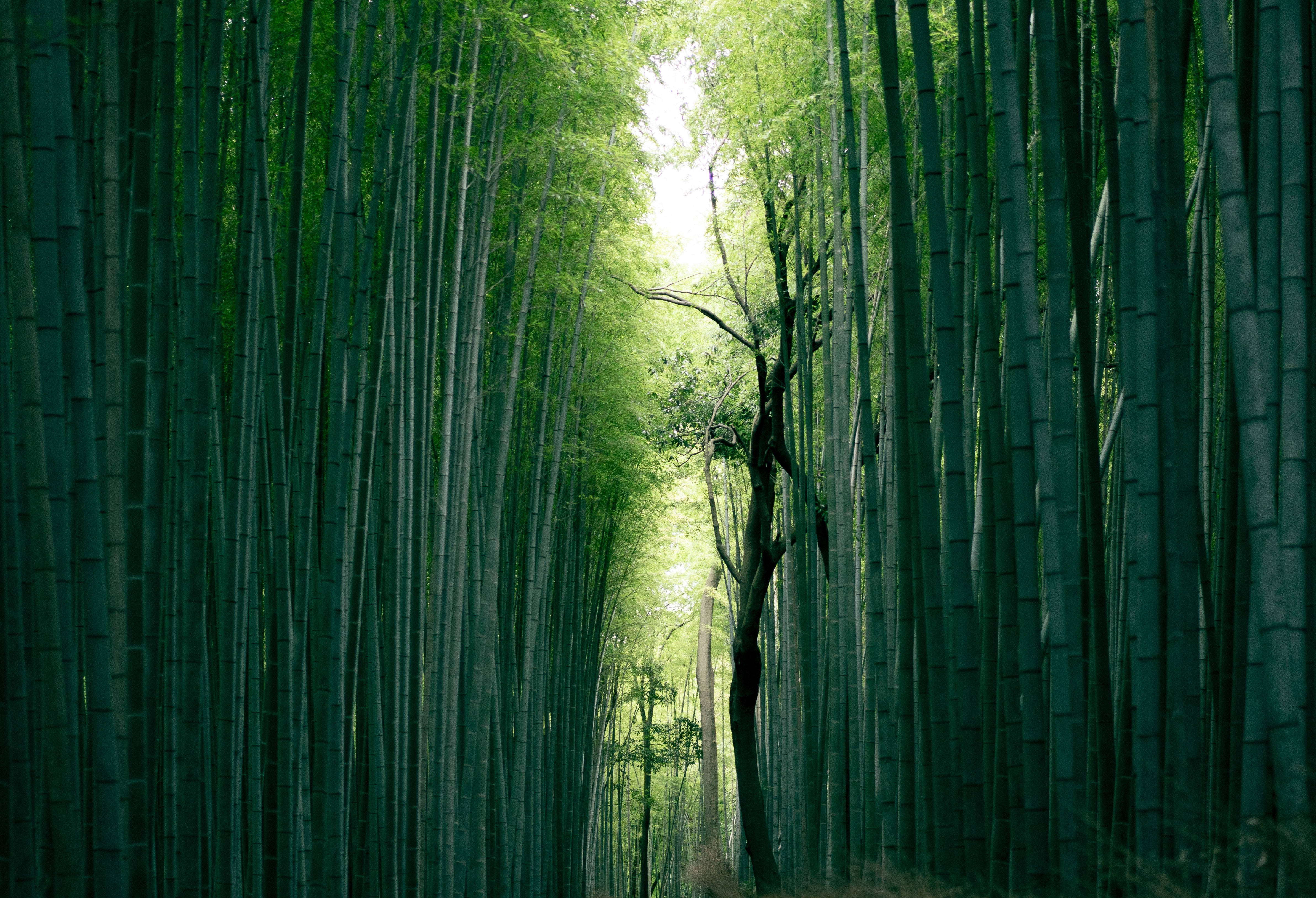Bamboo, 4K, desktop, 4K Desktop Wallpaper