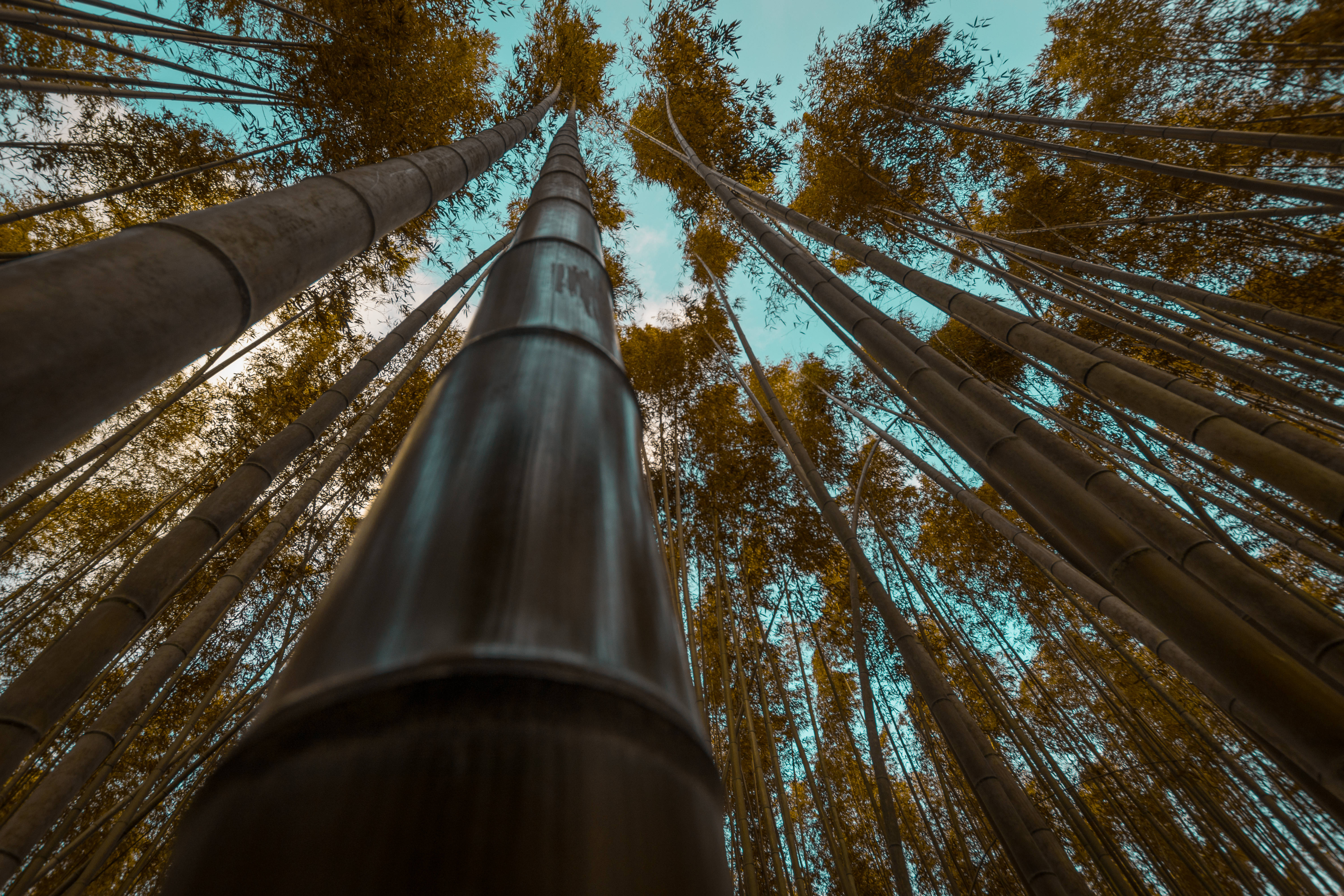 long green bamboos, clear blue sky, dense forest canopy, 5K Desktop Wallpaper