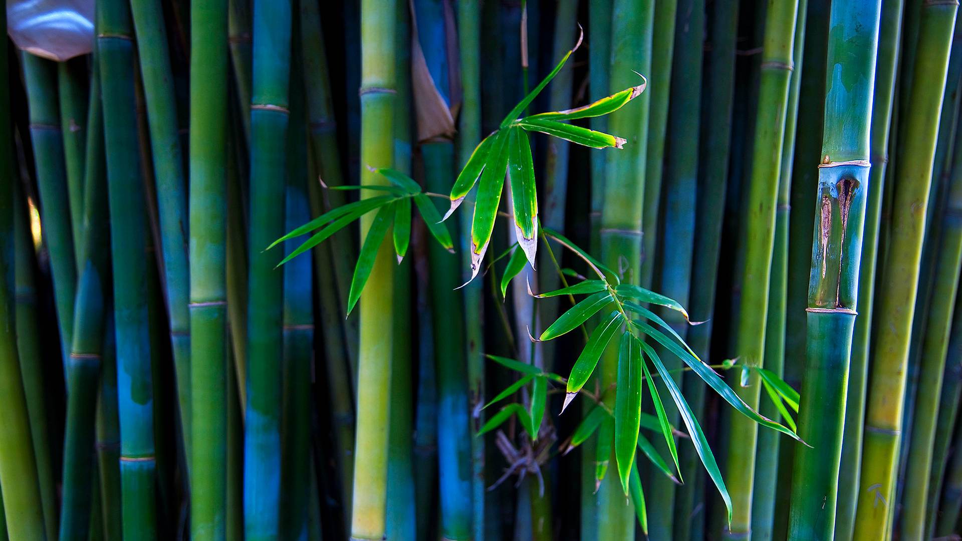 Bamboo, 4K Installation, Indian Artist, Full HD Desktop Wallpaper