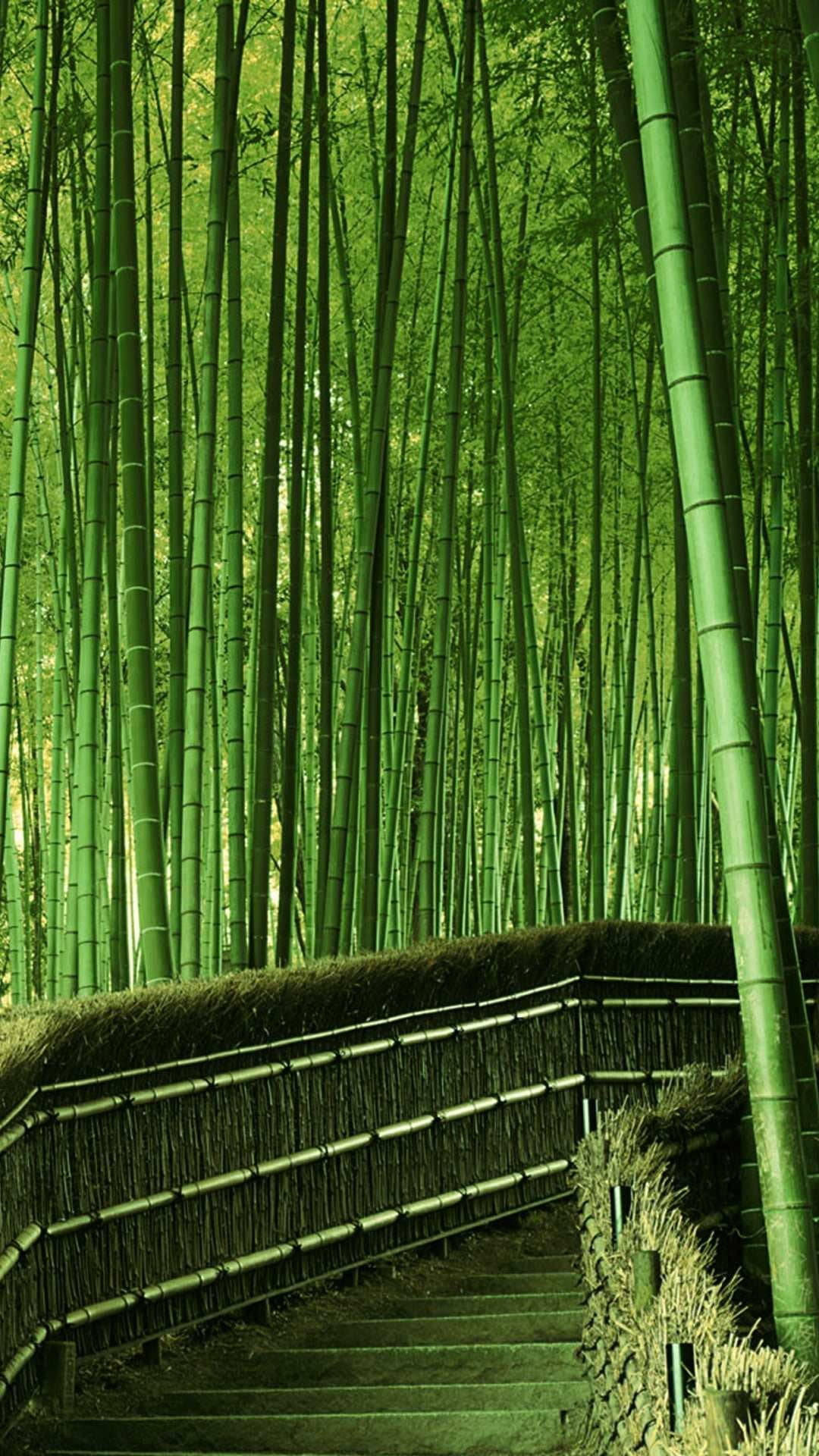 full bamboo stair path, bamboo staircase, emerald bamboo forest, Full HD Phone Wallpaper