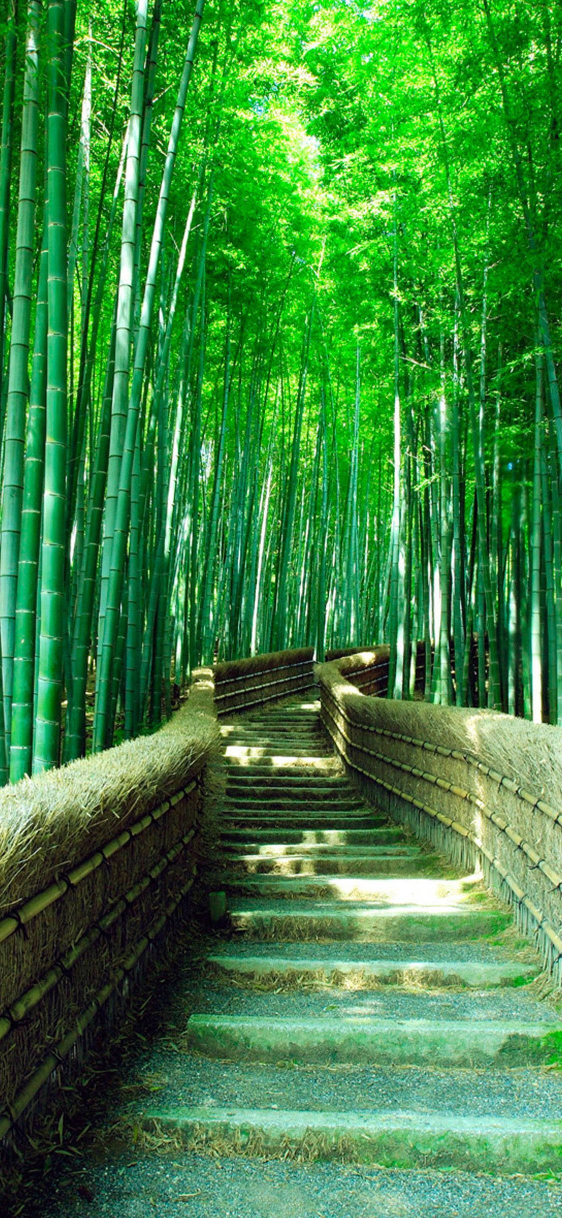 green bamboo forest, stone staircase, dappled sunlight, Full HD Phone Wallpaper