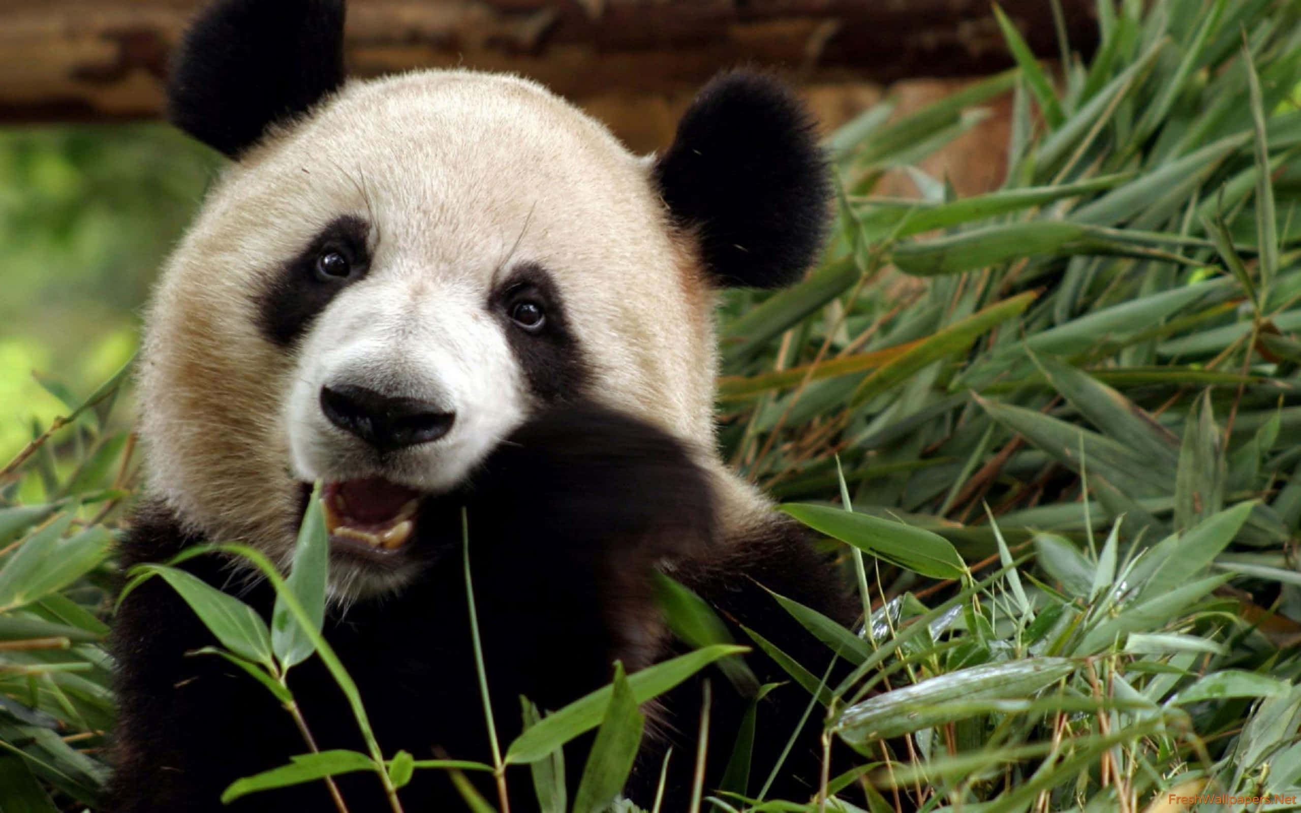 giant panda, bamboo, lush green forest, 2K Desktop Wallpaper