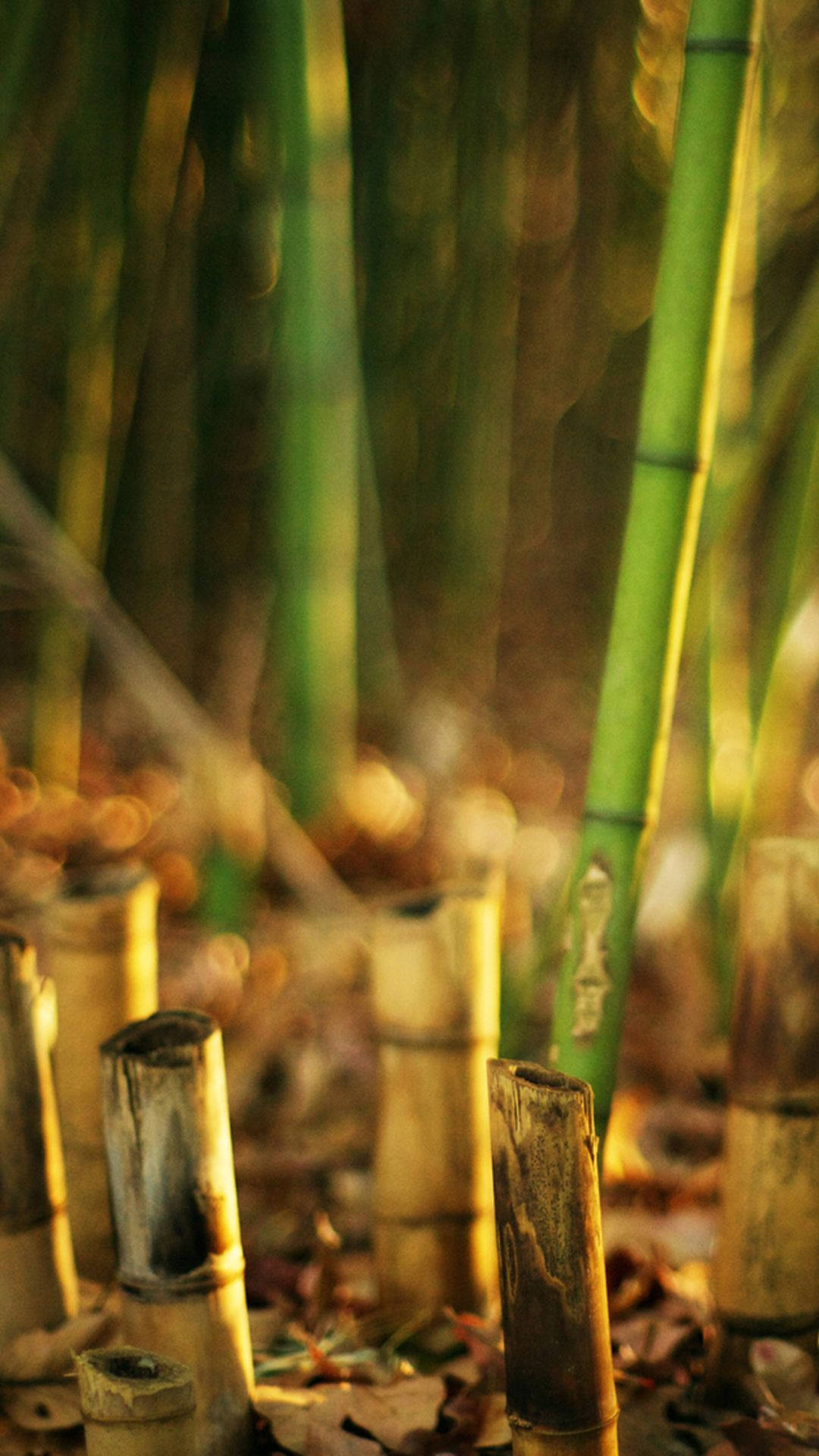 brown bamboo stumps, iPhone, sunlight, Full HD Phone Wallpaper