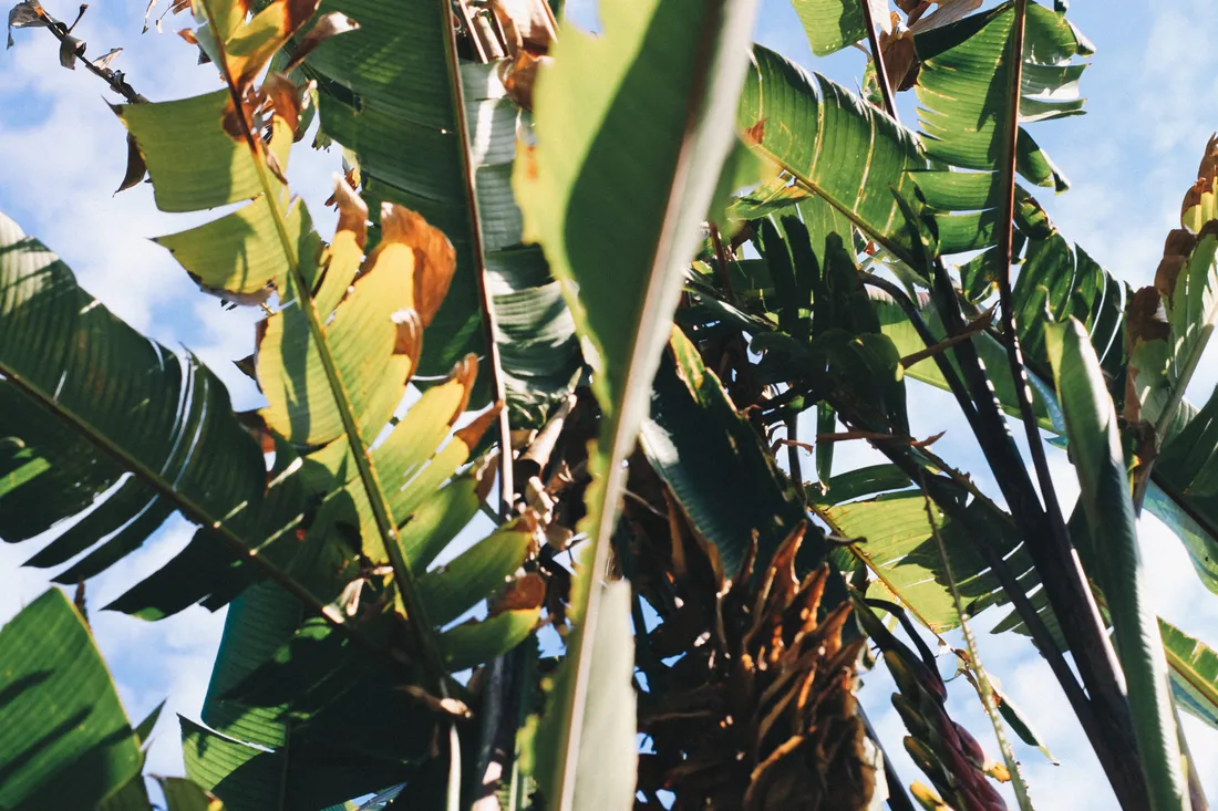 Banana Leaf