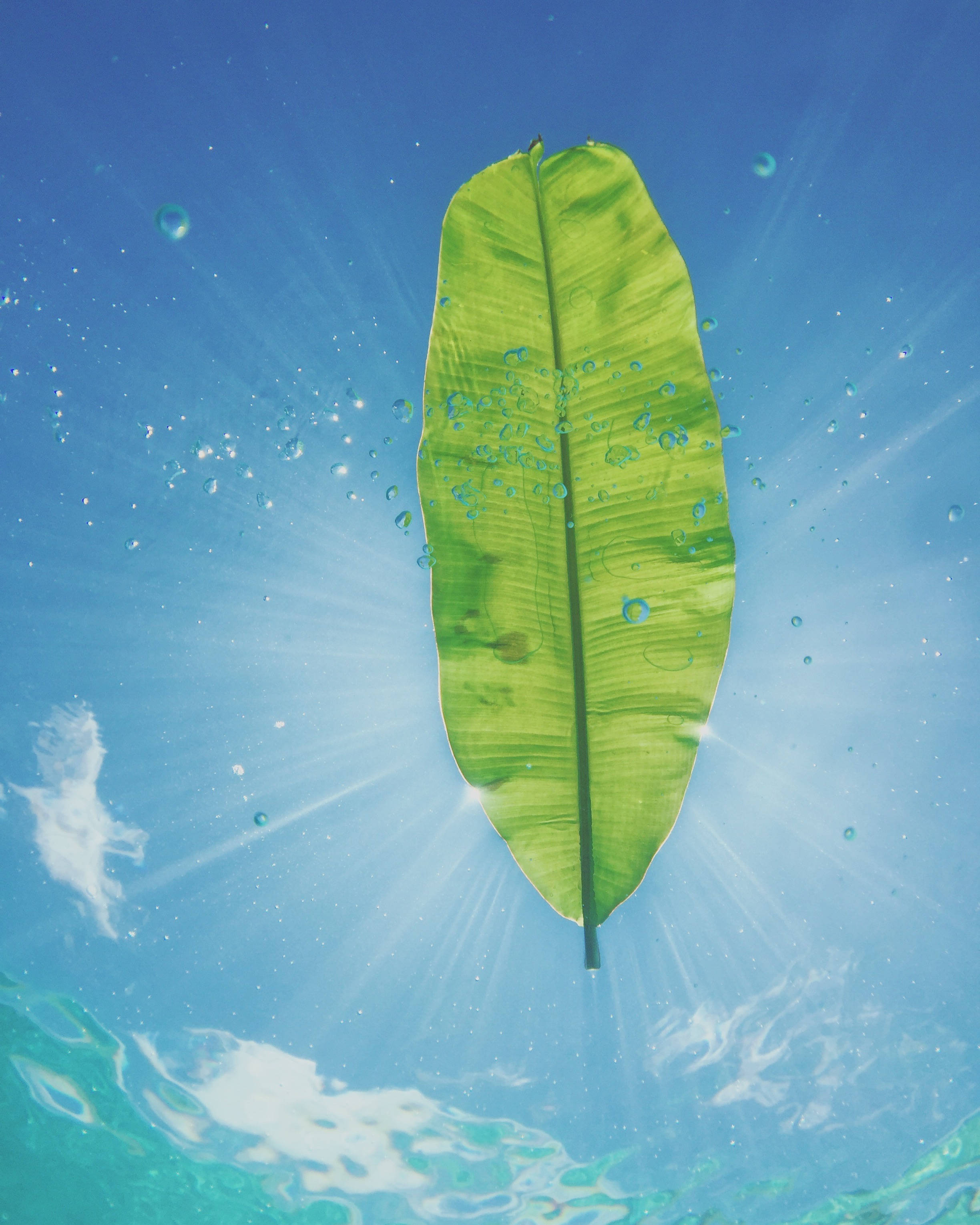 banana leaf, sunrays, vibrant green, 2K Phone Wallpaper