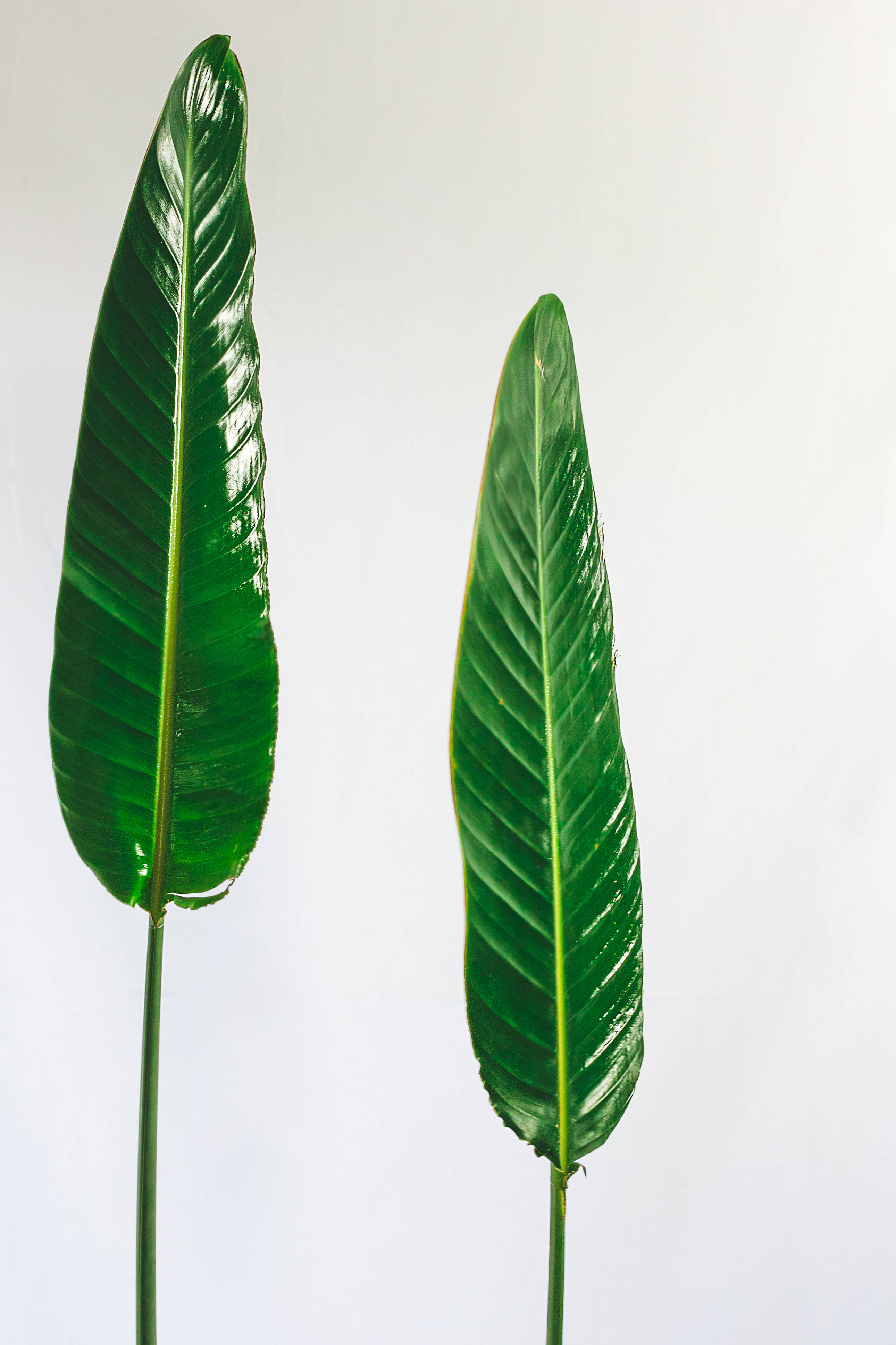 glossy green leaf, tropical leaves, vibrant veins, 4K Phone Wallpaper
