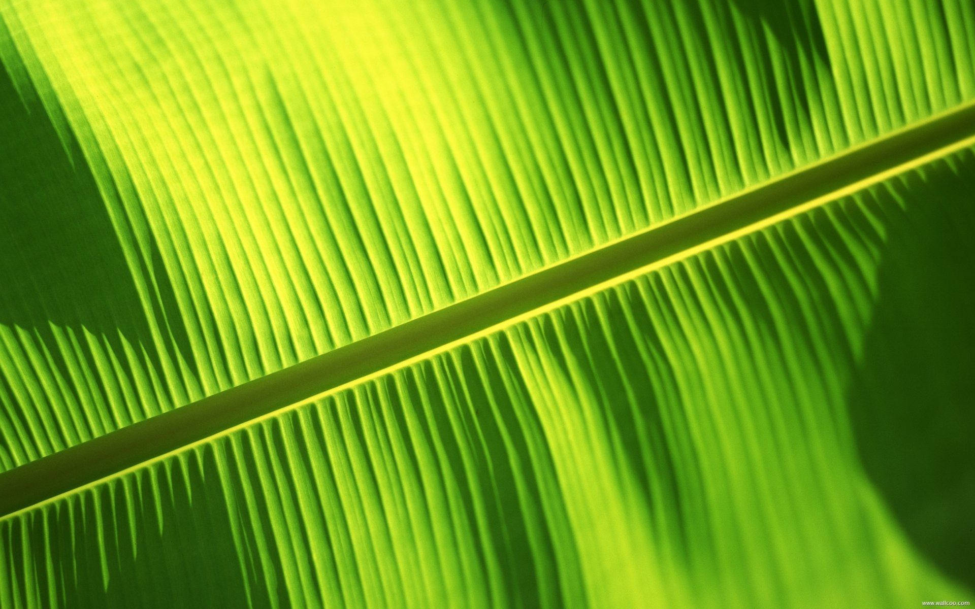 banana leaf, veins, bright light, Full HD Desktop Wallpaper