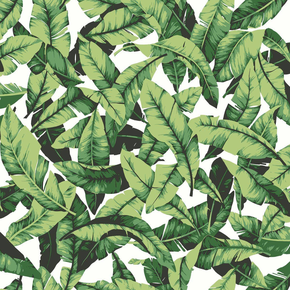 scattered green banana leaf, vibrant tropical banana leaves, varying shades of green, SD Desktop Wallpaper