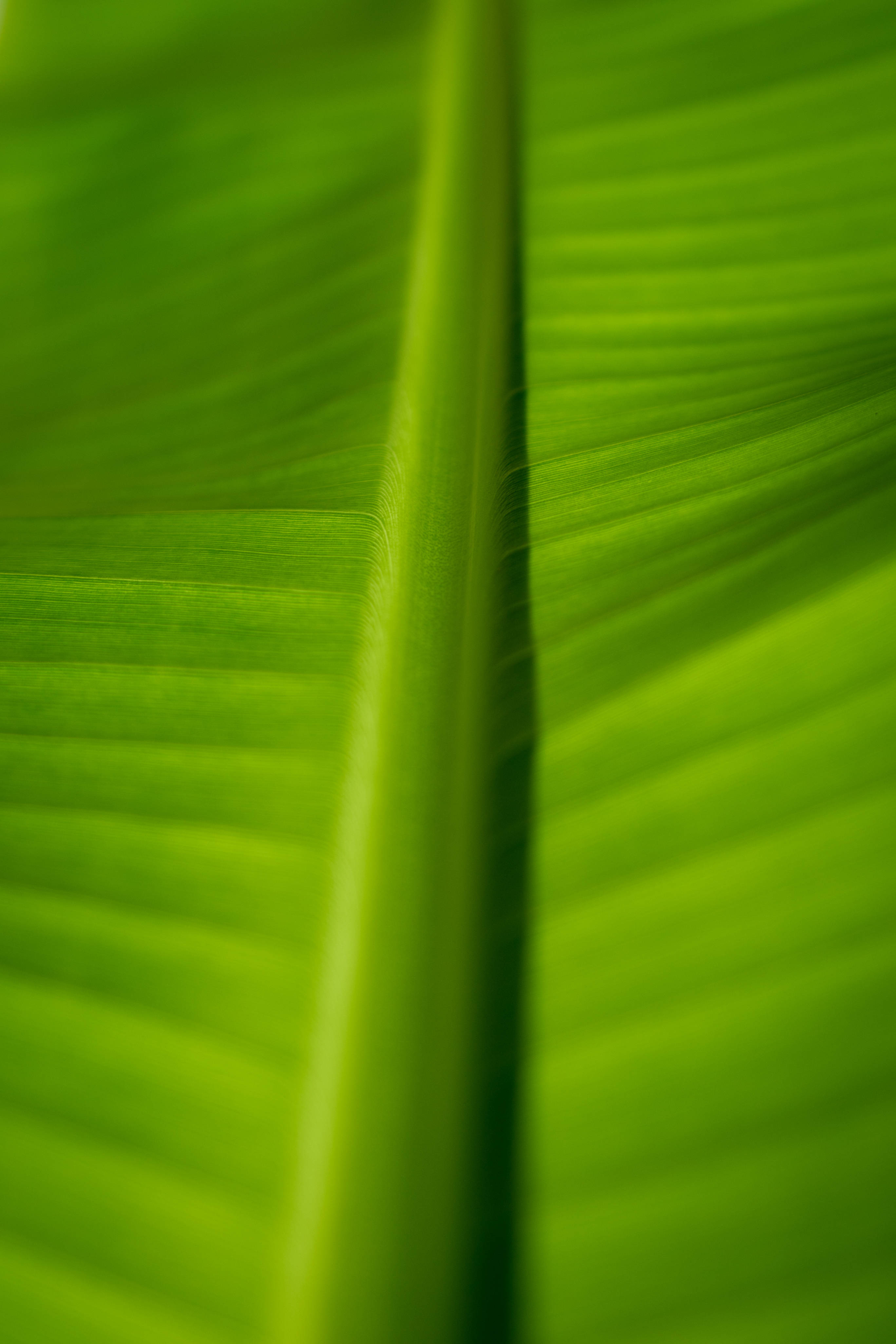 banana leaf, vibrant green, sharp central vein, 4K Phone Wallpaper