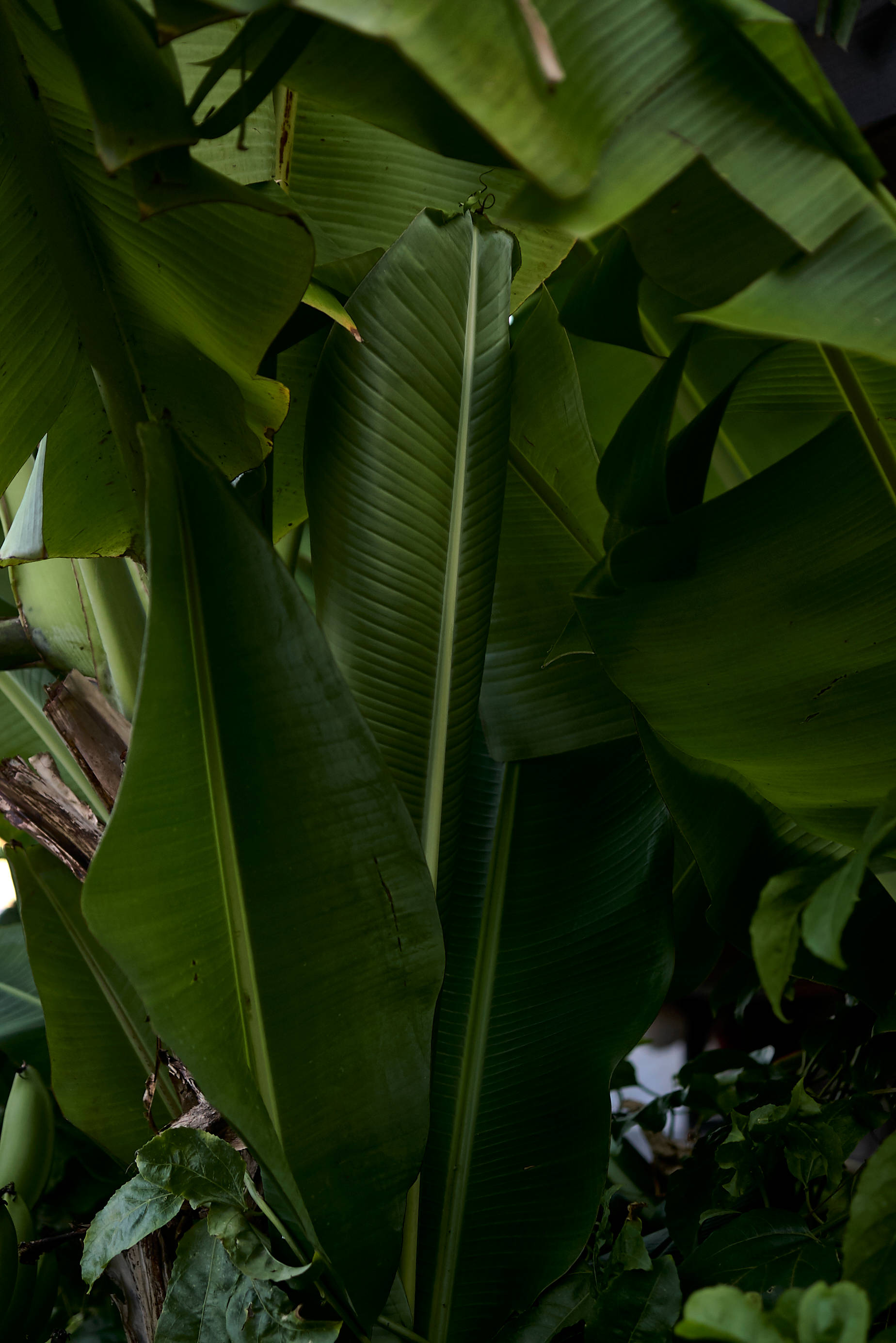 banana leaves, tropical jungle, dense shadowy canopy, 2K Phone Wallpaper