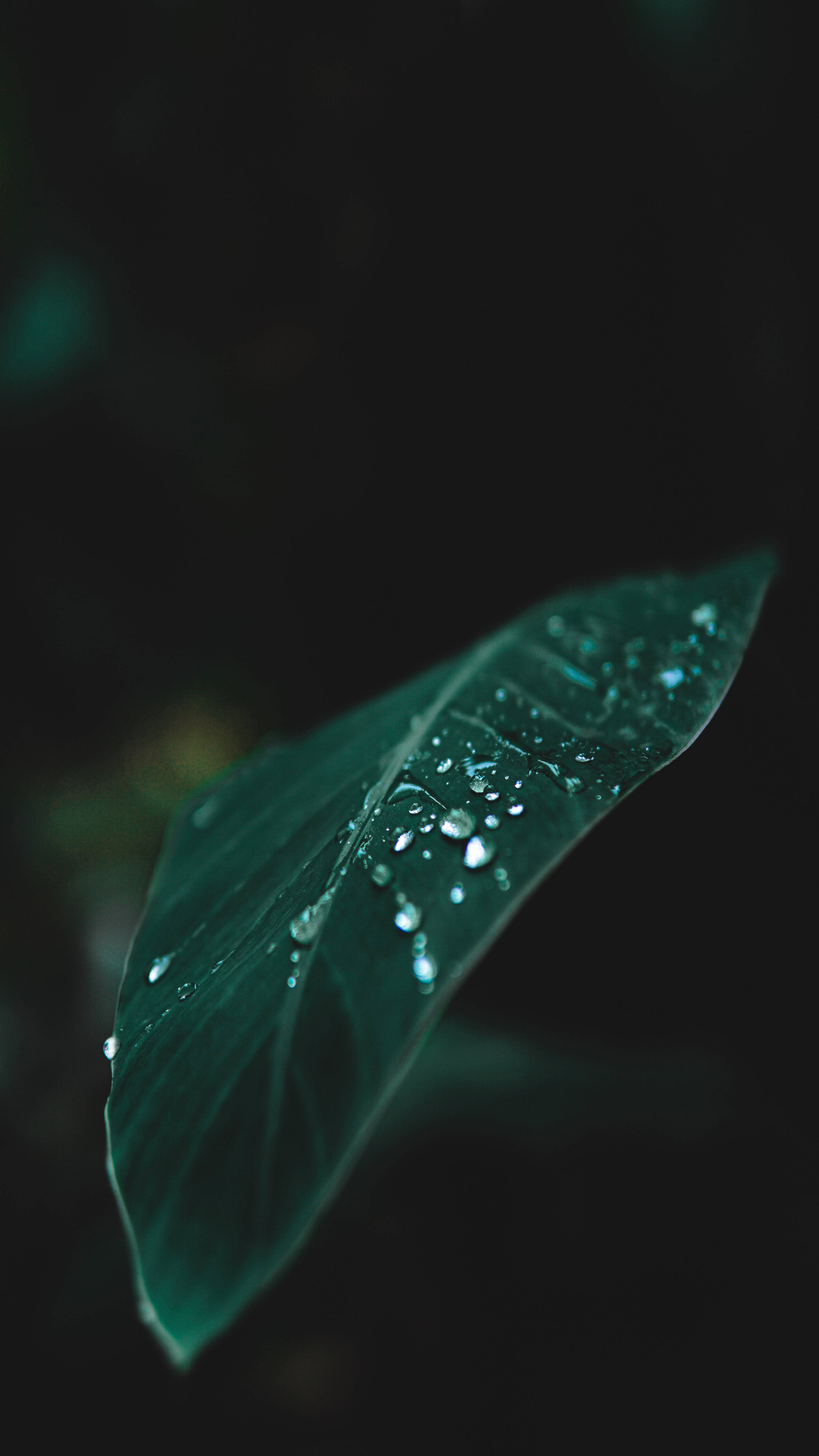 banana leaf, dark green, dewdrops, 5K Phone Wallpaper
