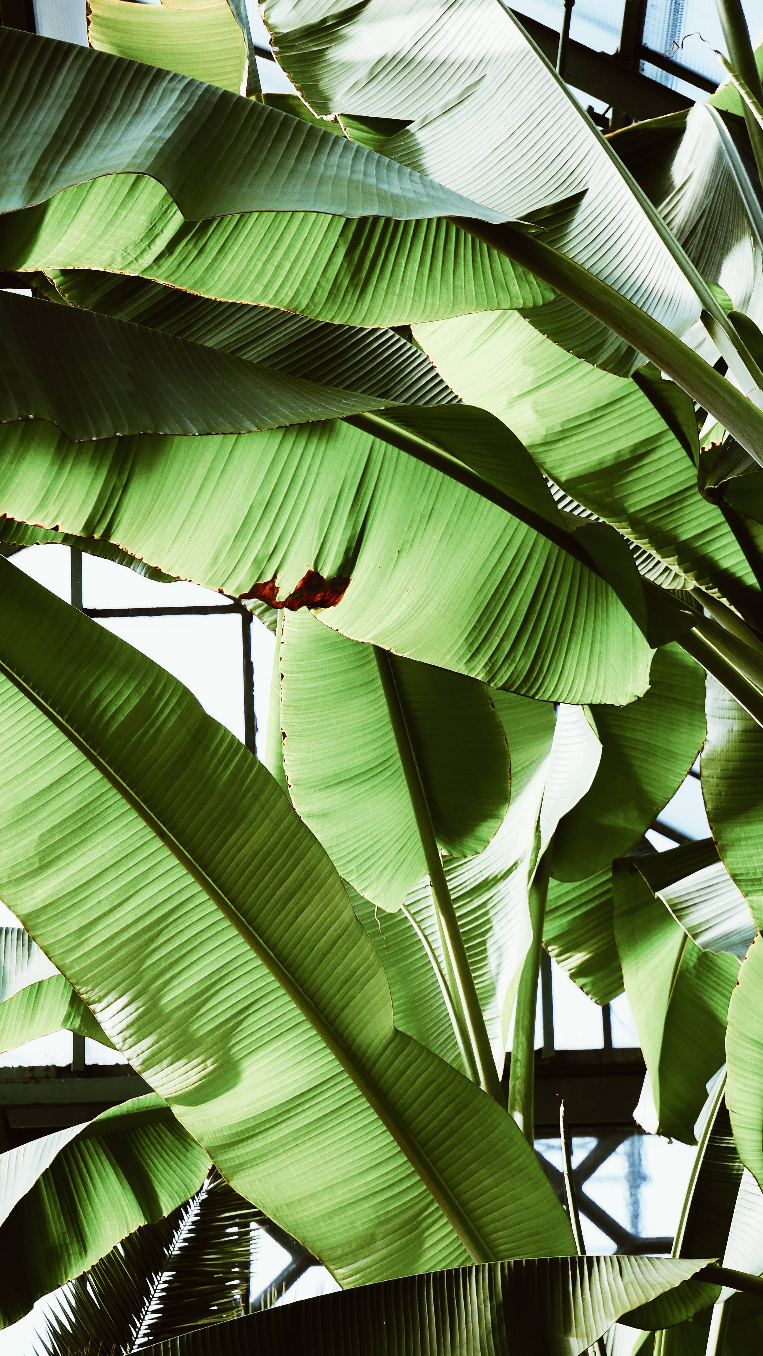 green banana leaves, sunlit glasshouse, structural beams, 4K Phone Wallpaper