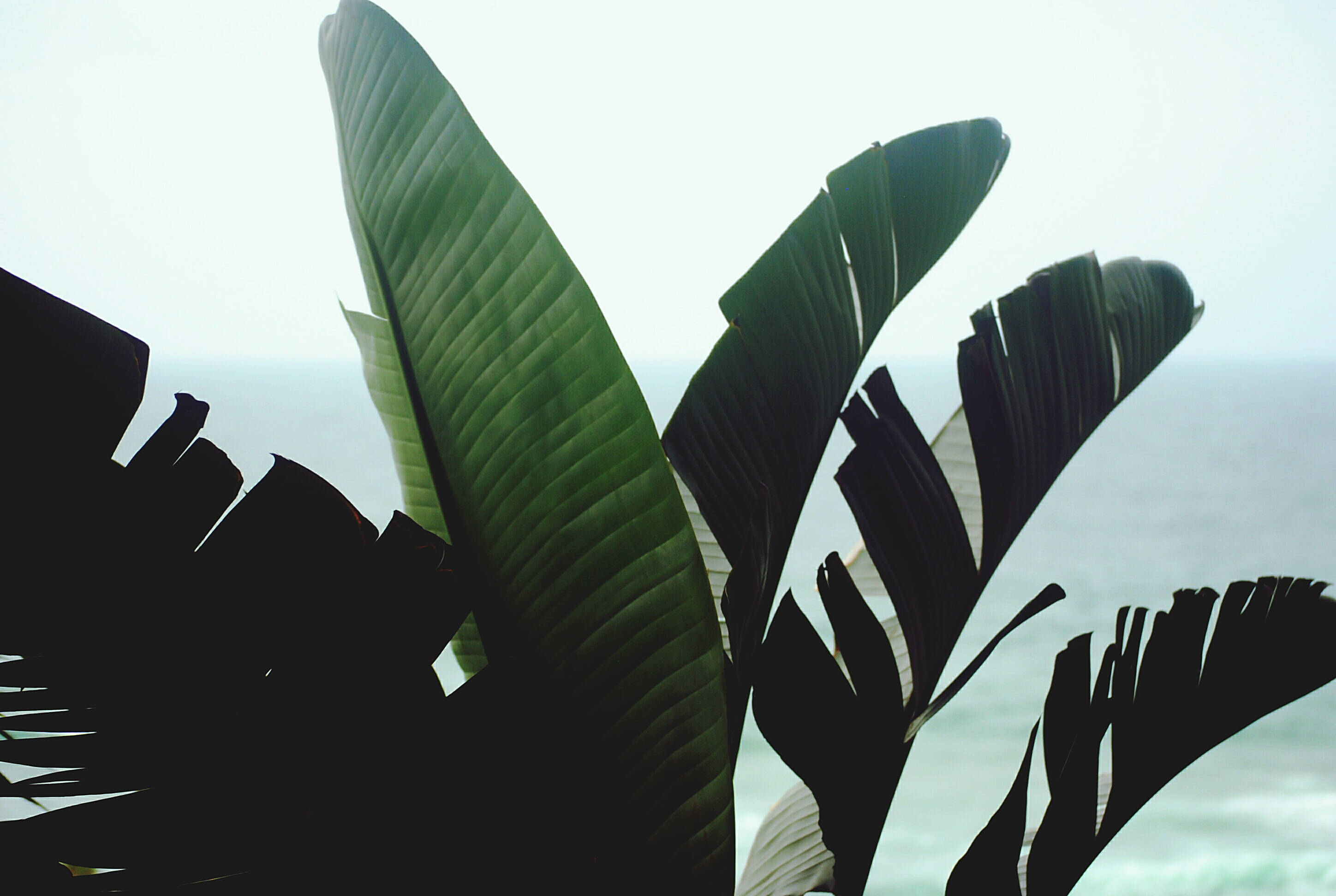 banana leaf, gloomy sky, silhouetted banana leaves, 2K Desktop Wallpaper