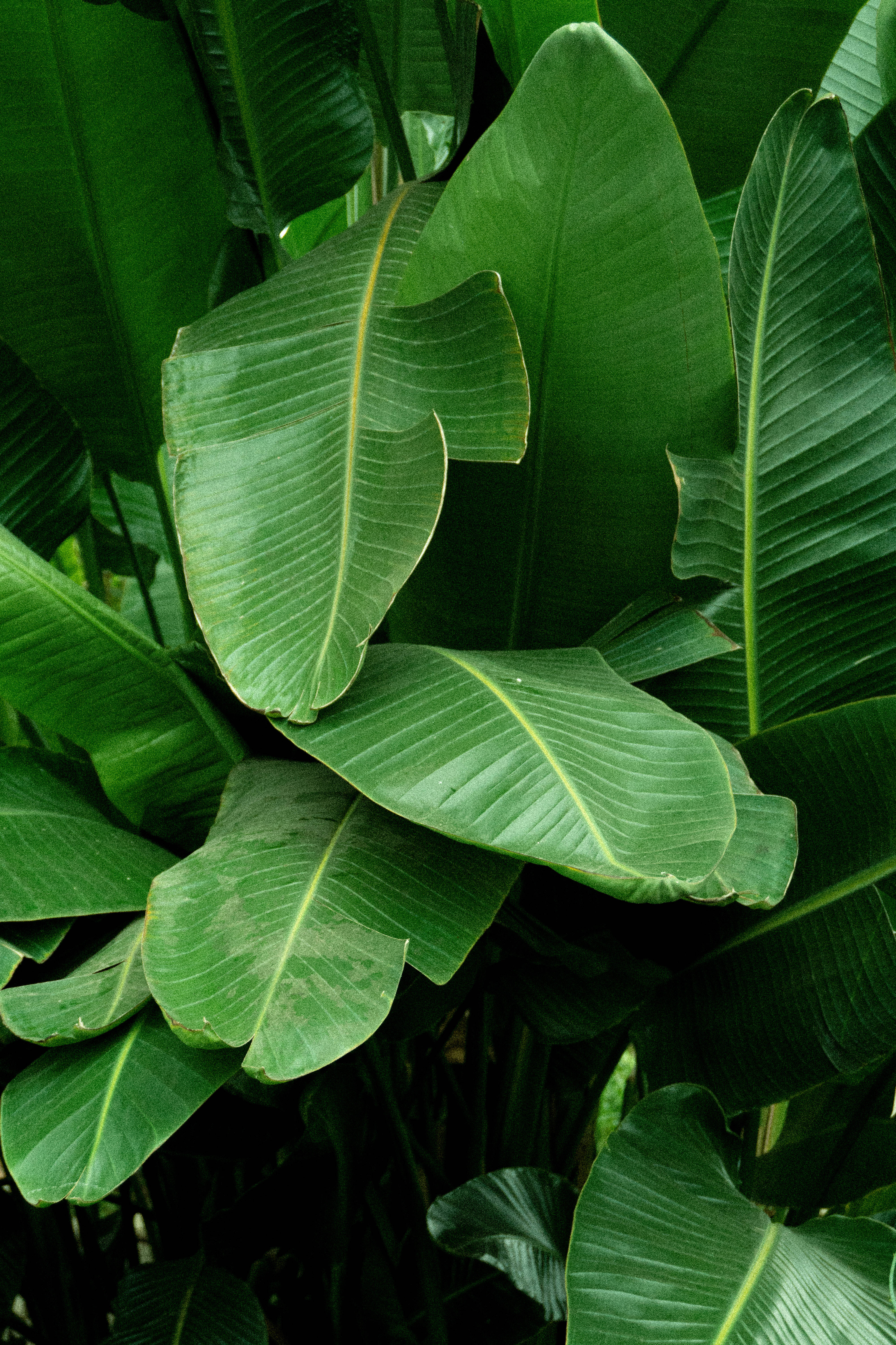banana leaves, forest, vibrant green, 5K Phone Wallpaper