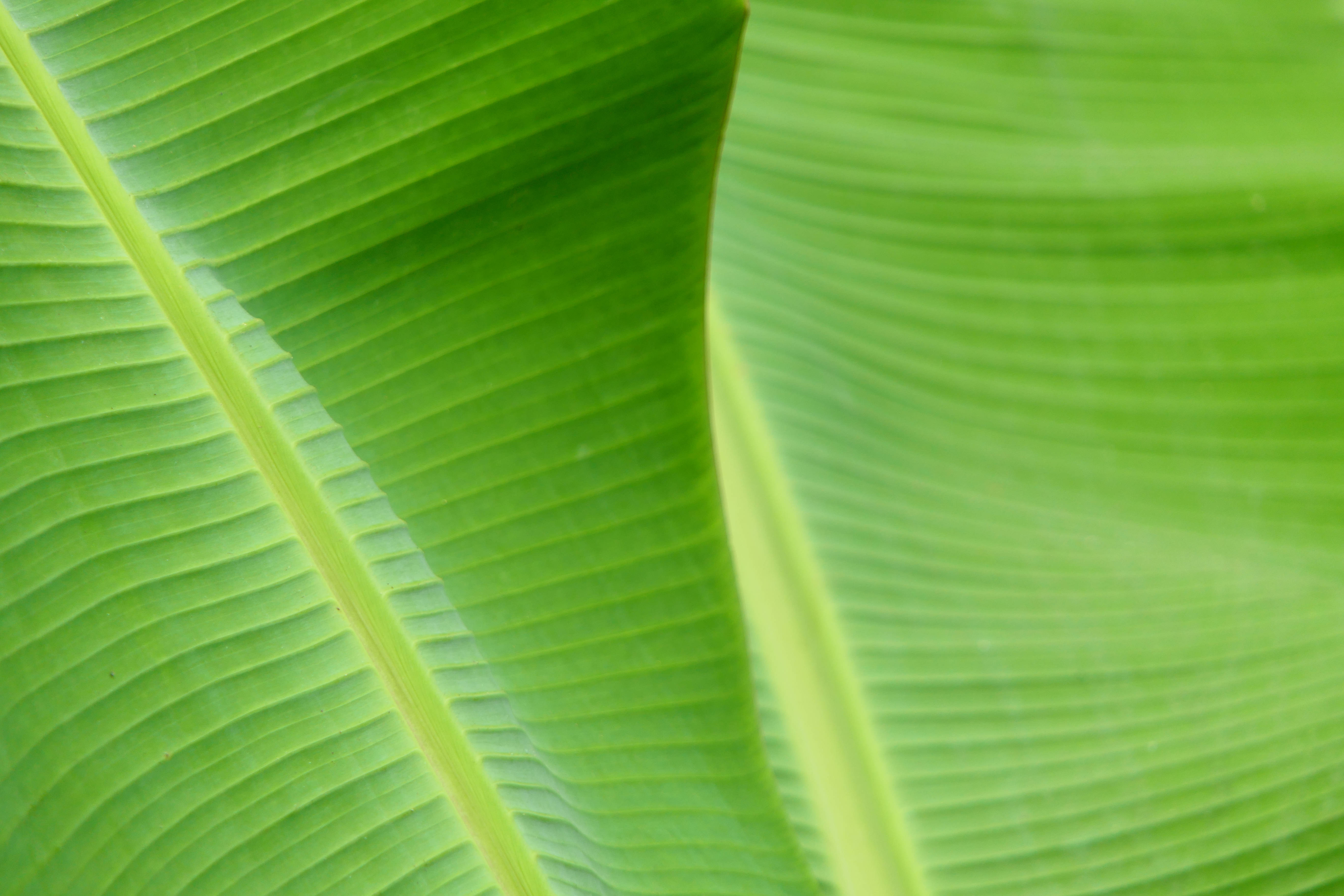green banana leaf, vibrant green, intricate parallel veins, 5K Desktop Wallpaper