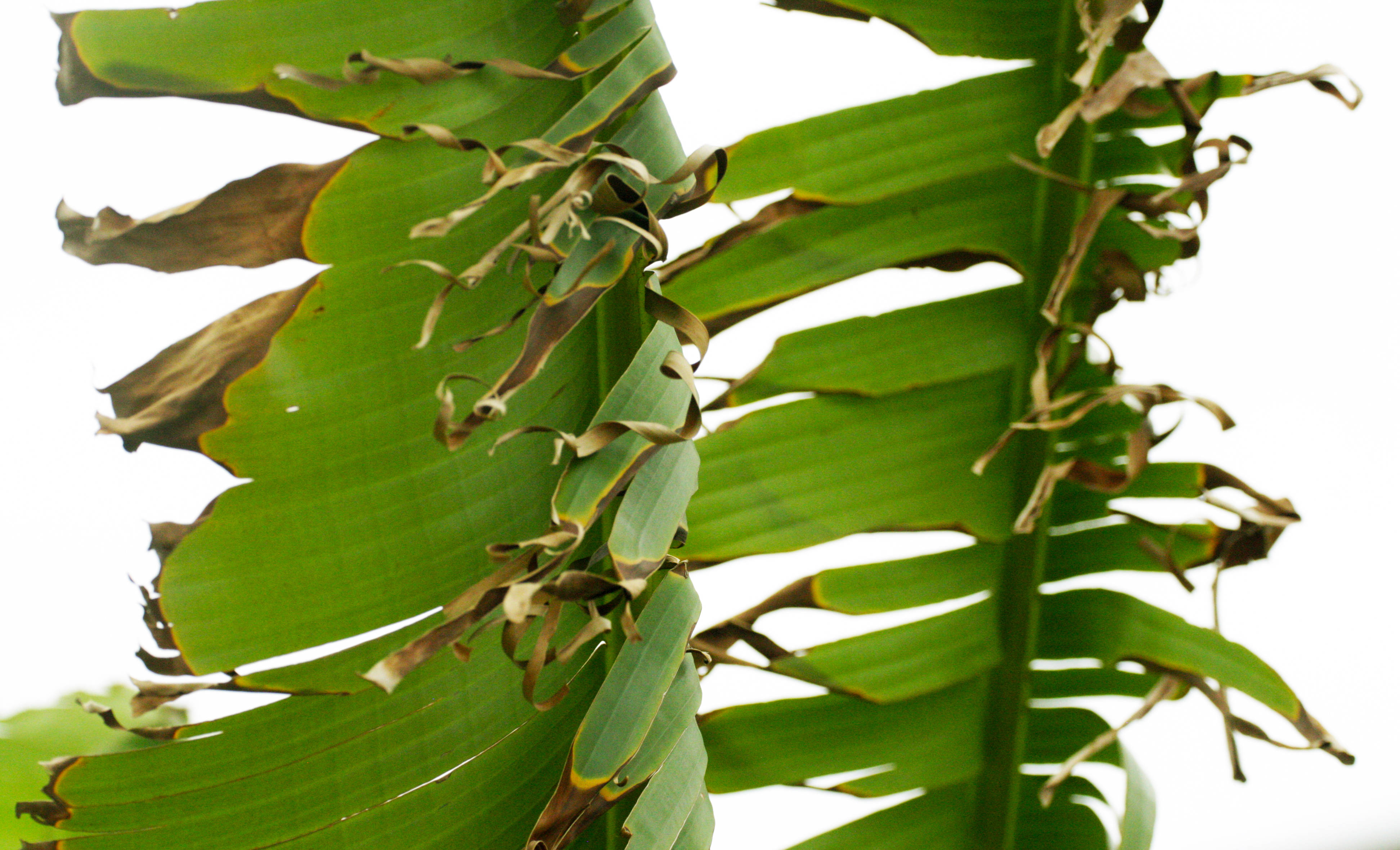 withering banana leaves, vibrant green, browned, 4K Desktop Wallpaper