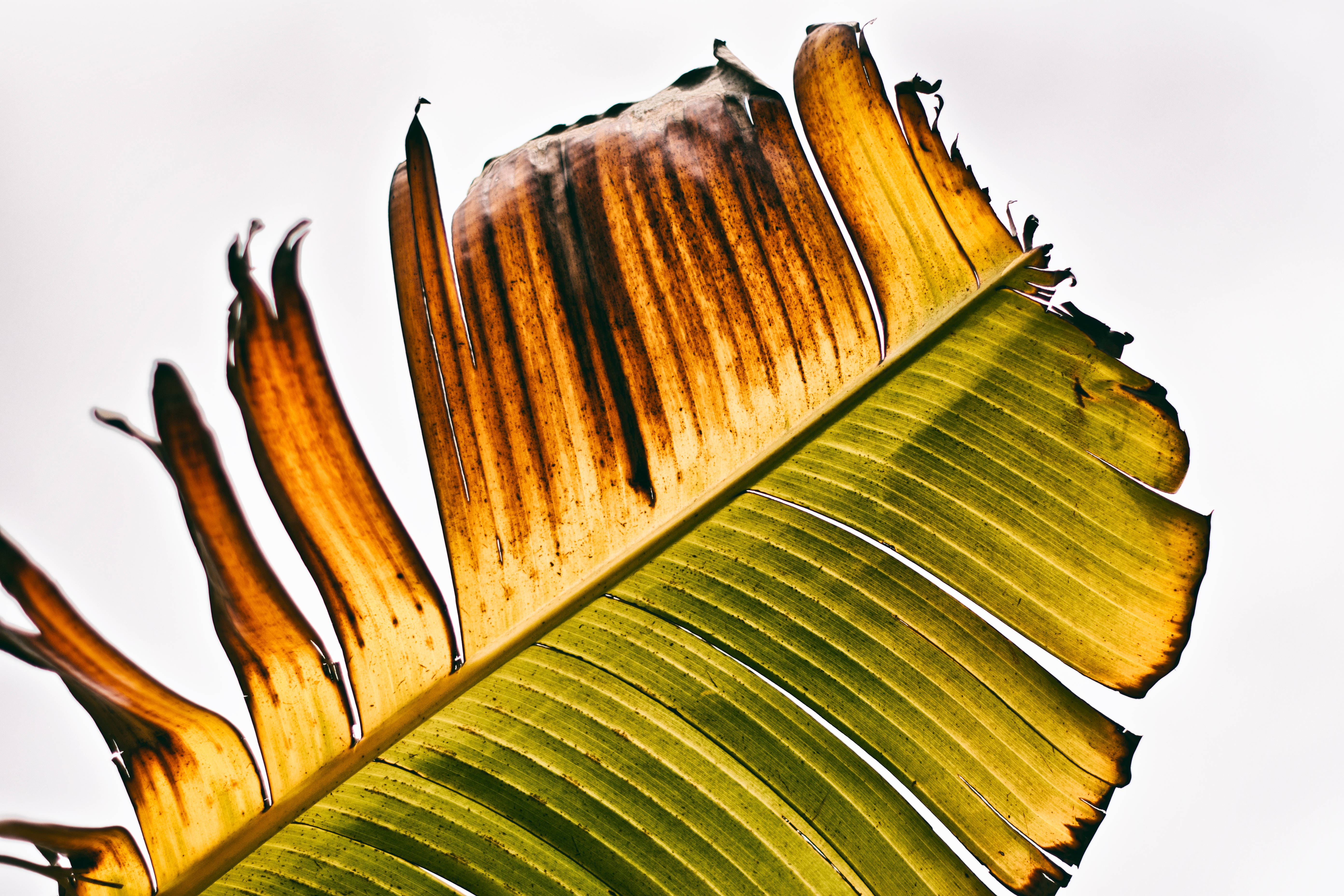 brown withered banana leaf, green and brown sections, bright white sky, 5K Desktop Wallpaper