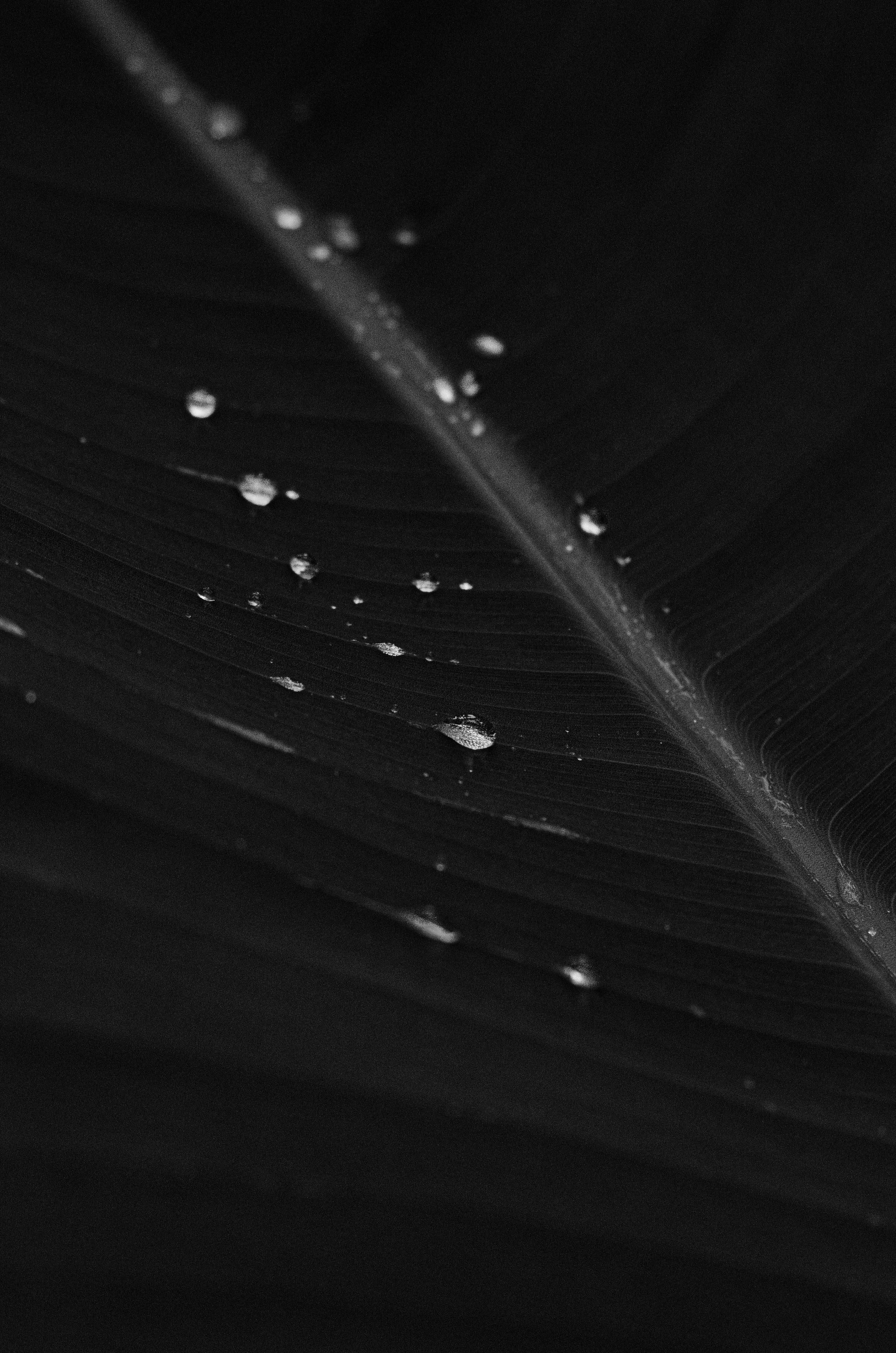 Banana Leaf, grayscale, raindrops, 4K Phone Wallpaper
