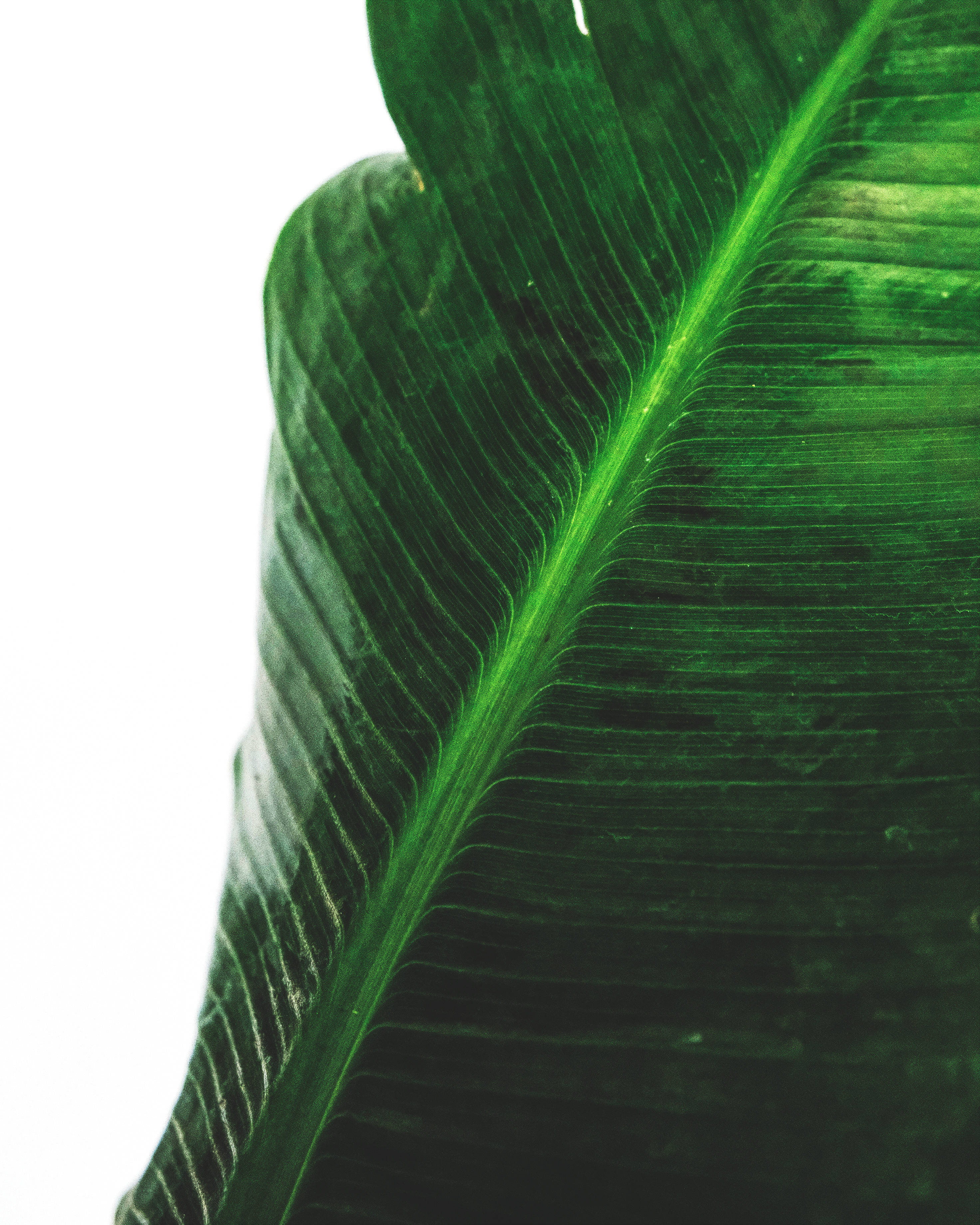green banana leaf, vibrant green, intricate veins, 2K Phone Wallpaper