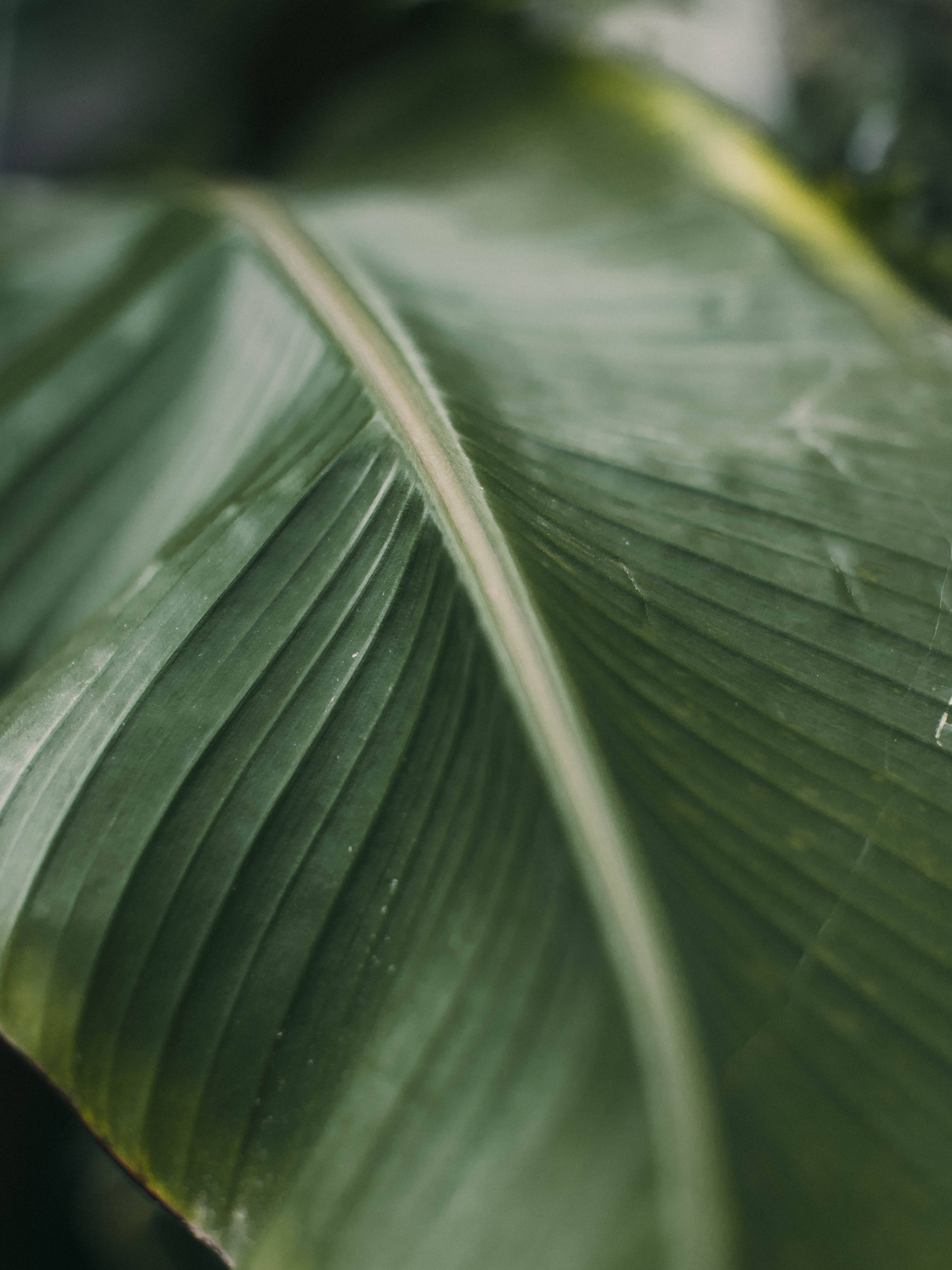 dark green banana leaf, large green leaf, prominent veins, 5K Phone Wallpaper