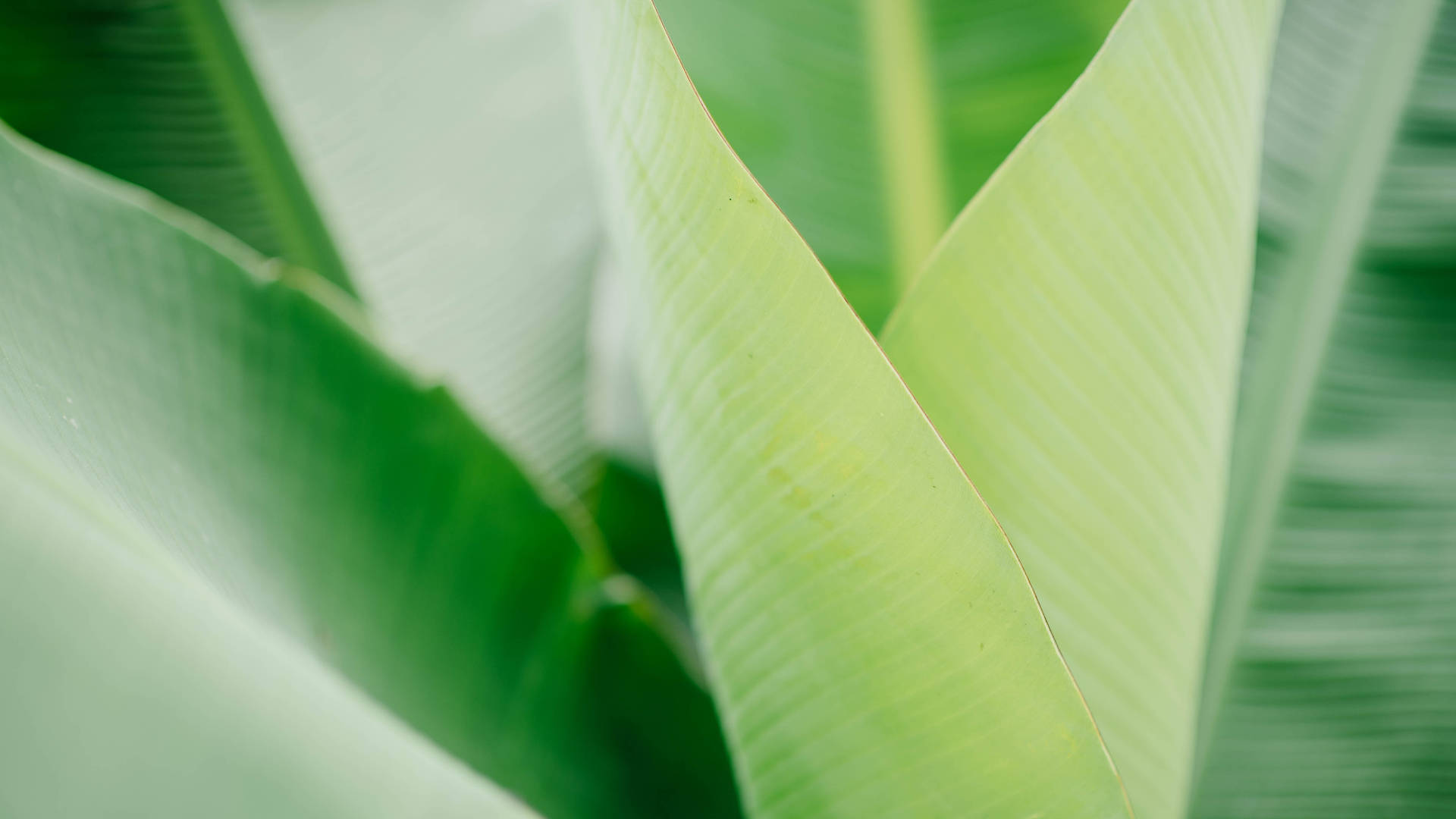 Fresh Green Banana Leaf, large overlapping banana leaves, soft green gradients, Full HD Desktop Wallpaper