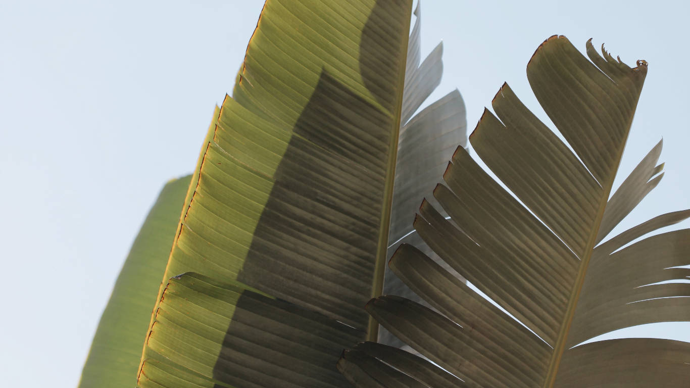 brown banana leaf, large banana leaves, sunlit green, HD Desktop Wallpaper
