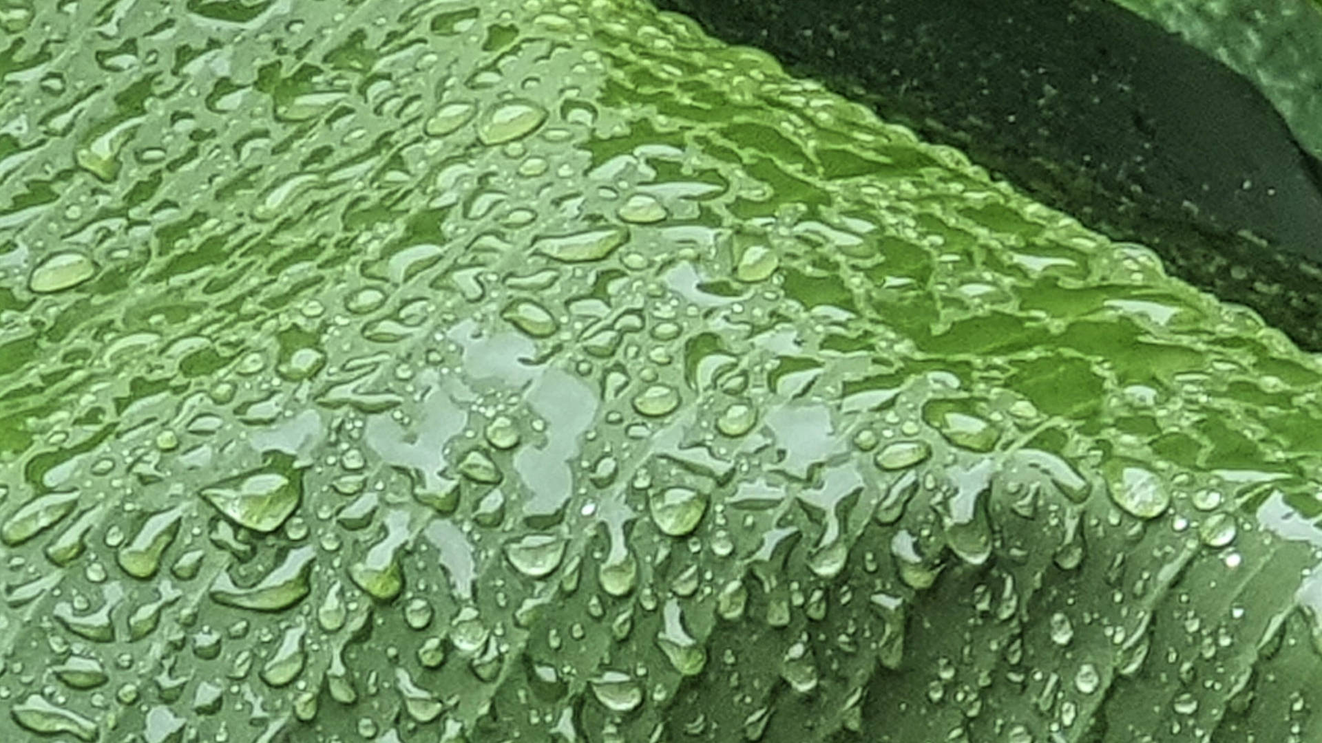 banana leaf, water droplets, vibrant green, Full HD Desktop Wallpaper
